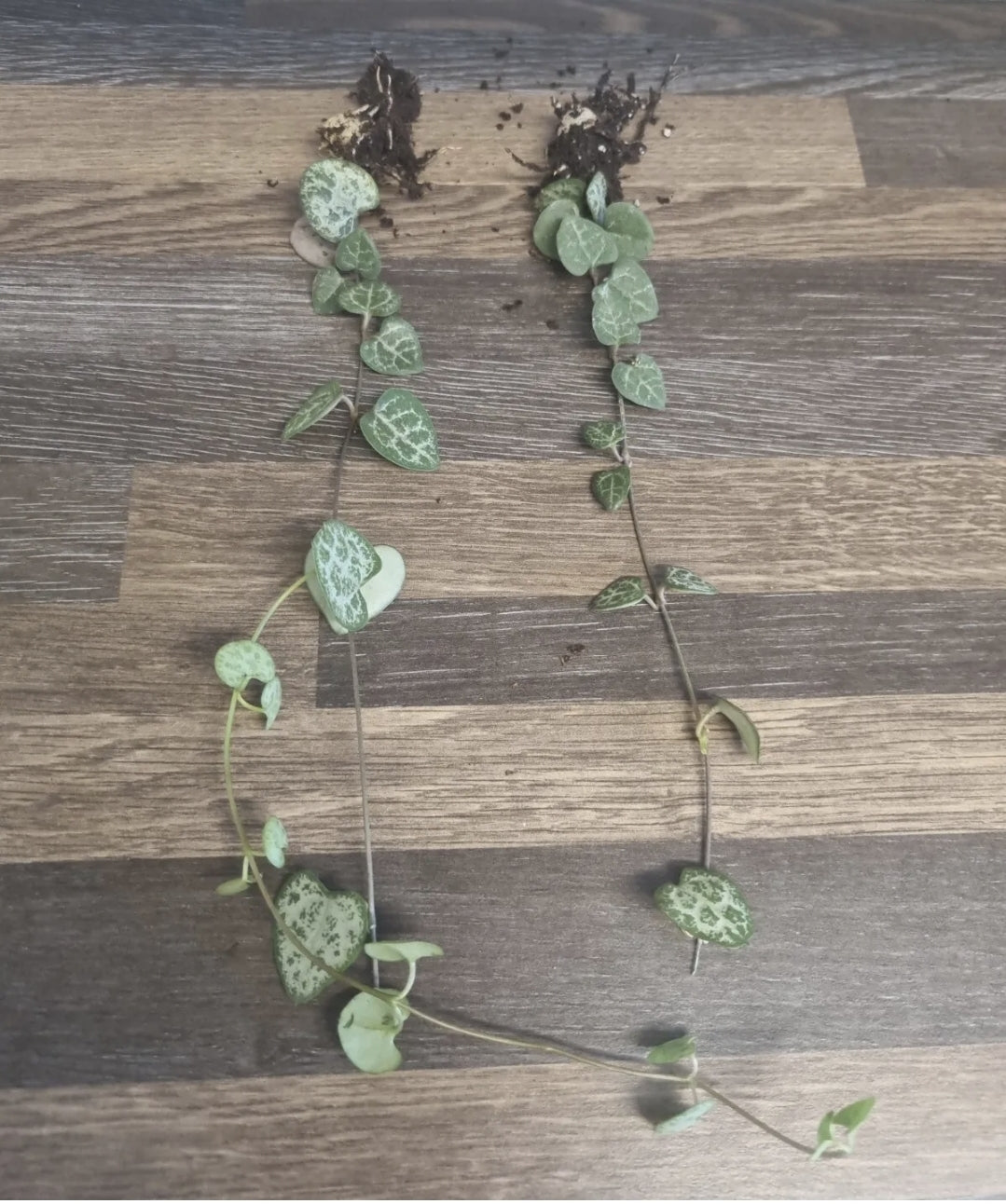 String of Hearts plant x2 - Ceropegia woodii WELL ROOTED BULB plants approx 20cm