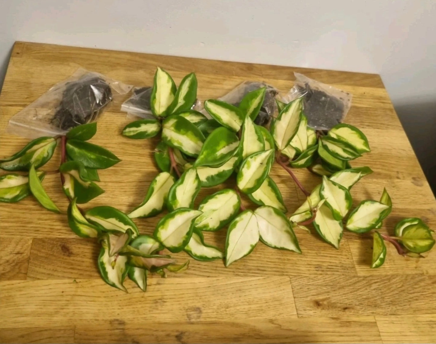 Hoya Carnosa tricolor Well Rooted Plant Rare wax plant cutting