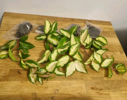 Hoya Carnosa tricolor Well Rooted Plant Rare wax plant cutting