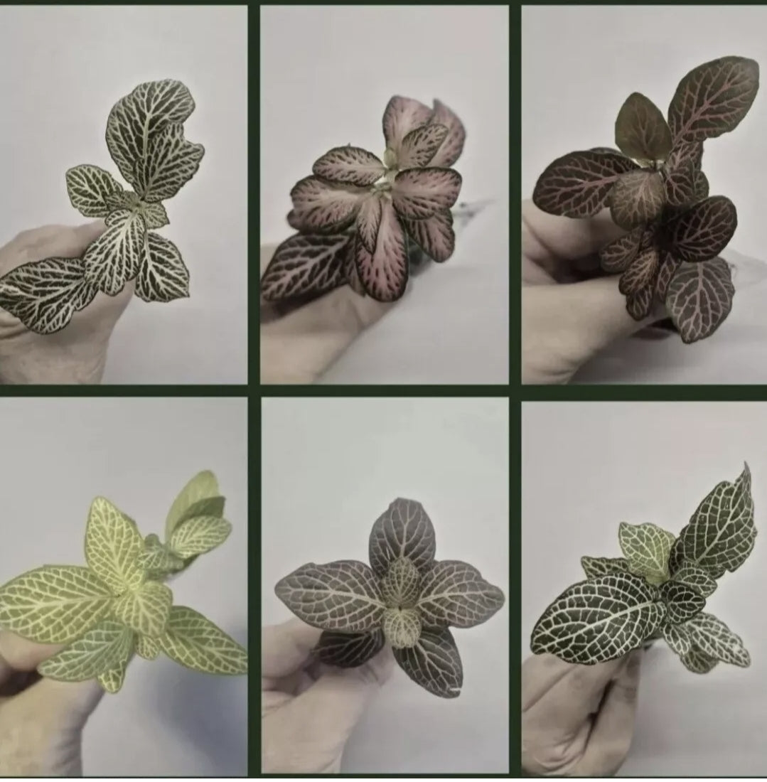Terrarium plants Bundle | 4x Terrarium Plants Set | Starter Terrarium Plant Set
