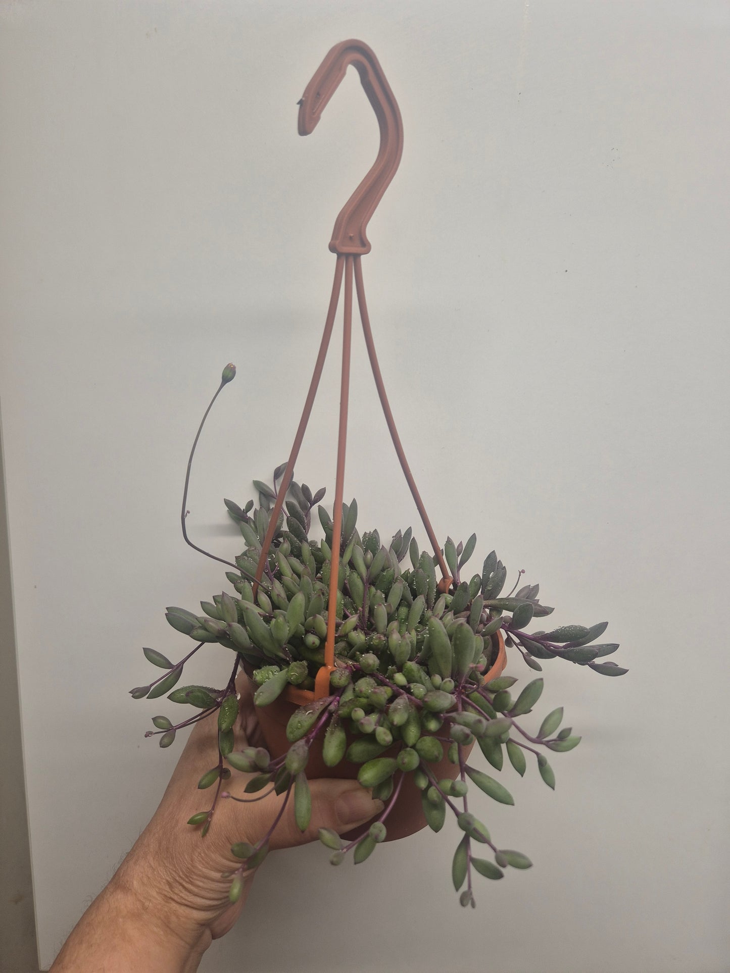 Ruby Necklace Othonna capensis trailing succulent plant in 12cm hanging pot