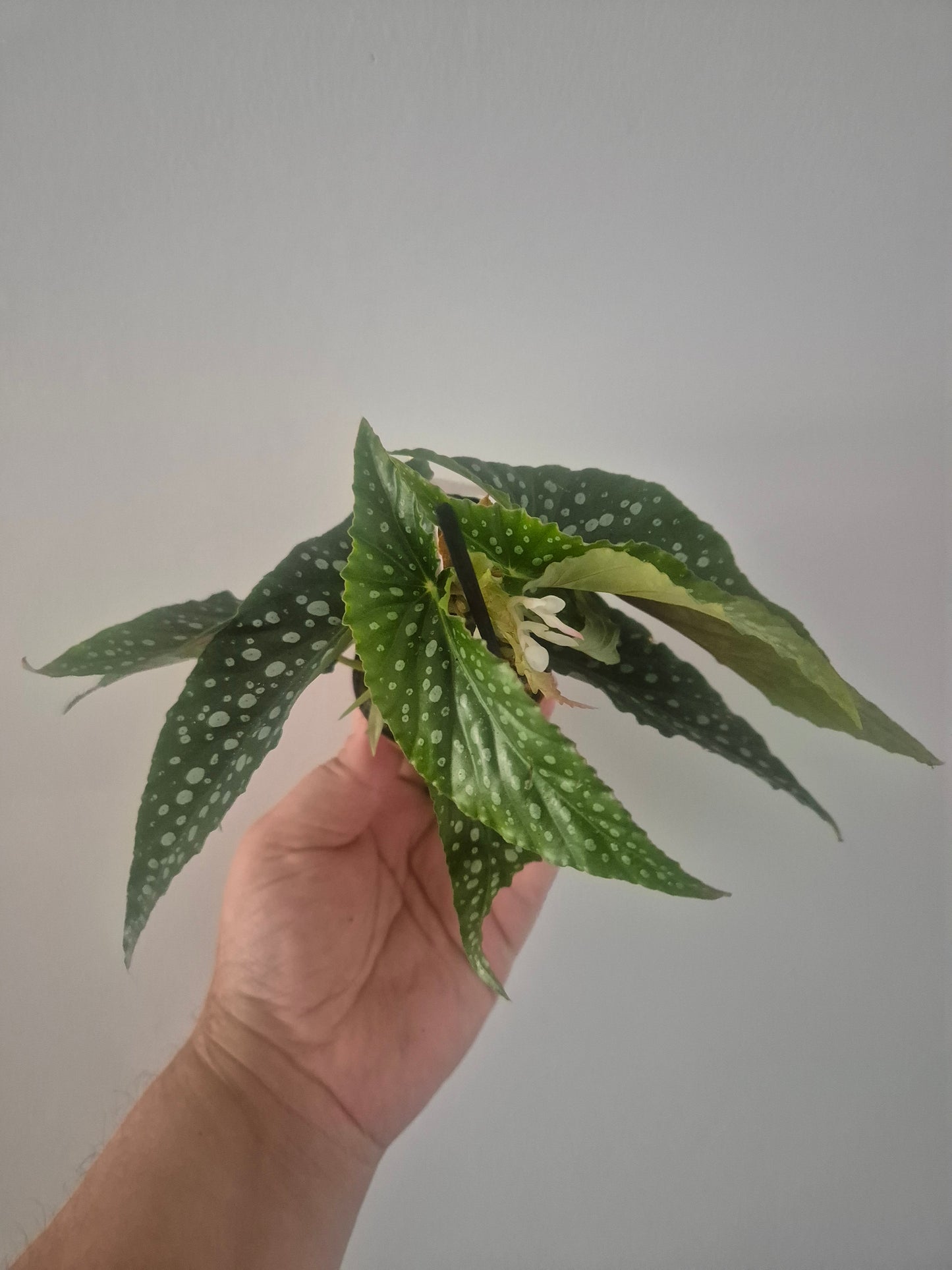 Begonia White ice | Well rooted cuttings | Sent bare rooted