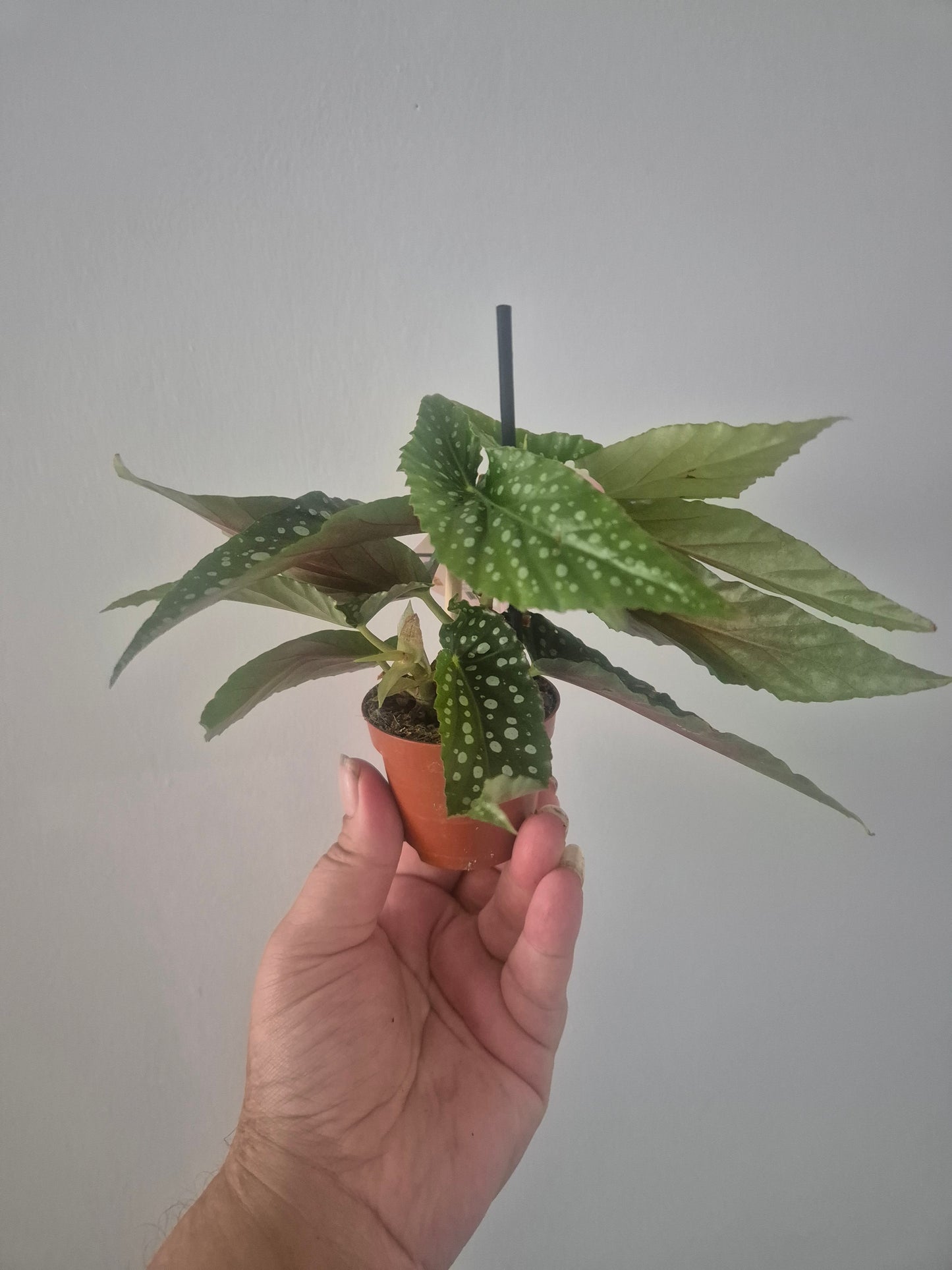 Begonia White ice | Well rooted cuttings | Sent bare rooted