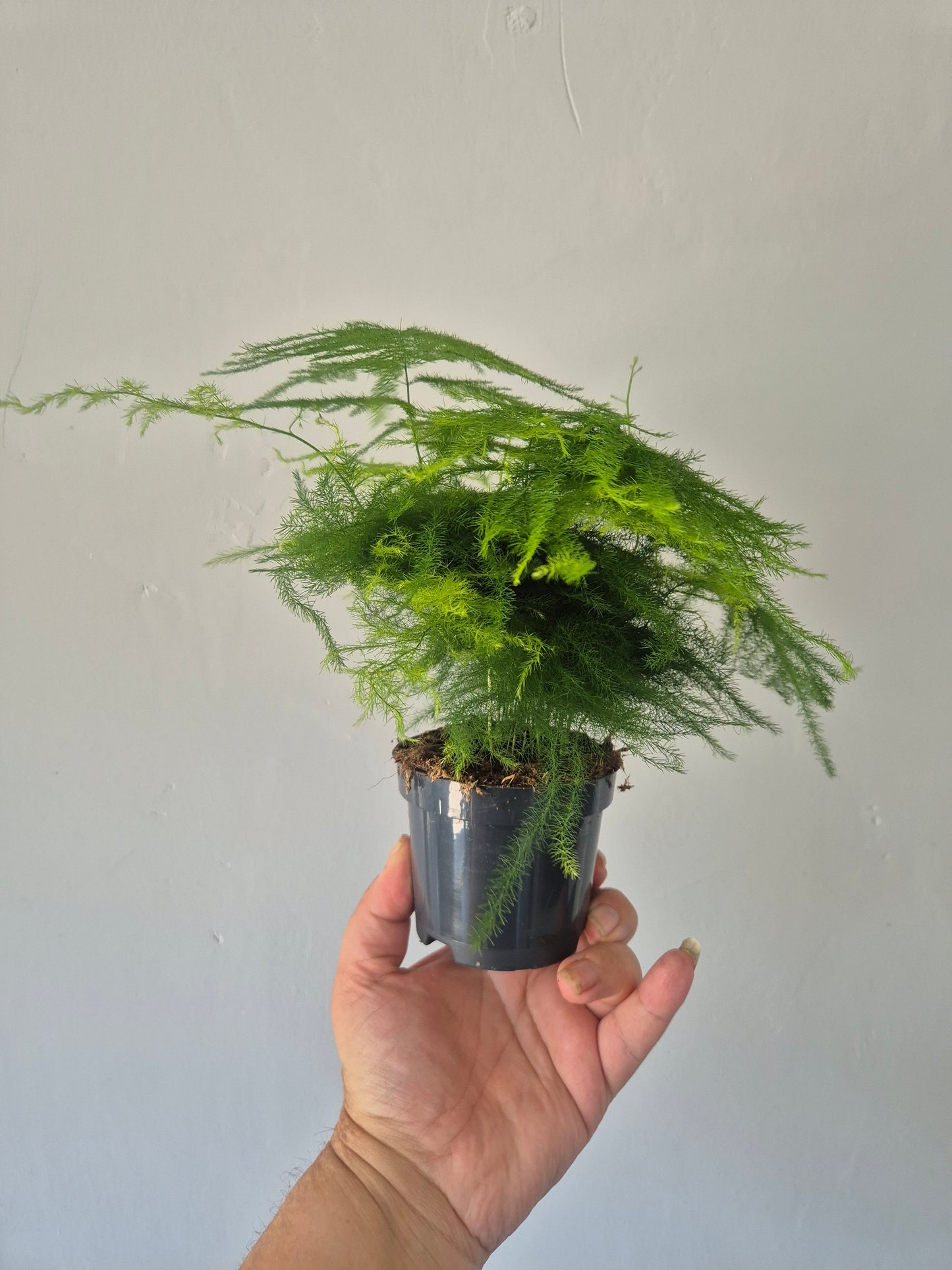 Asparagus Fern Plant Asparagus Plumosus Indoor House Plant in a 9cm pot