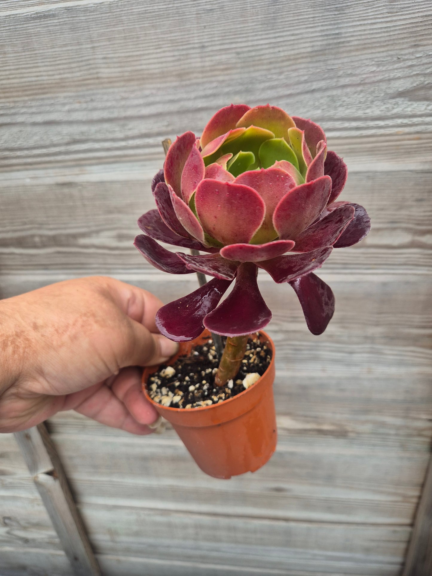 Aeonium Black Rose
