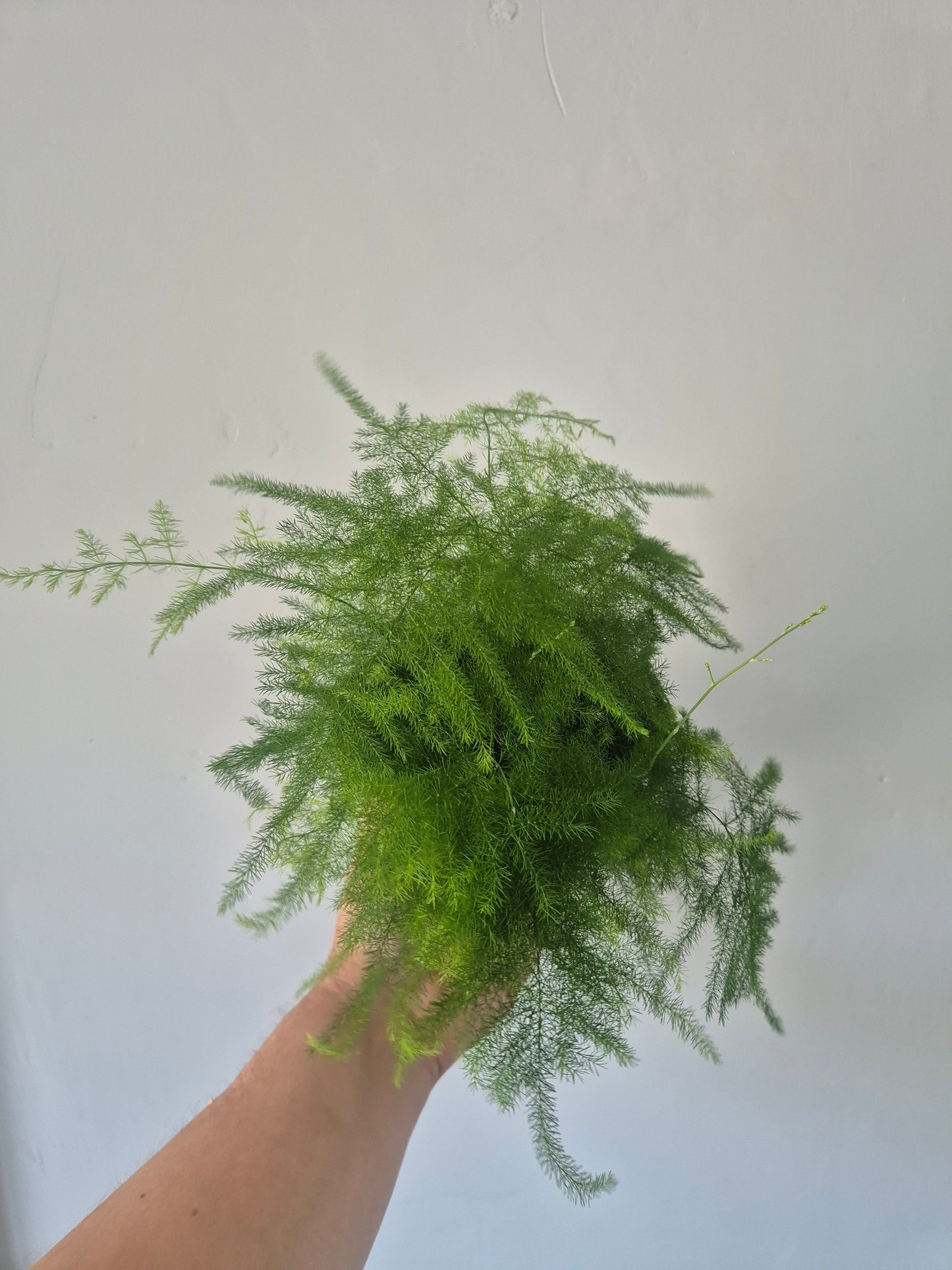 Asparagus Fern Plant Asparagus Plumosus Indoor House Plant in a 9cm pot