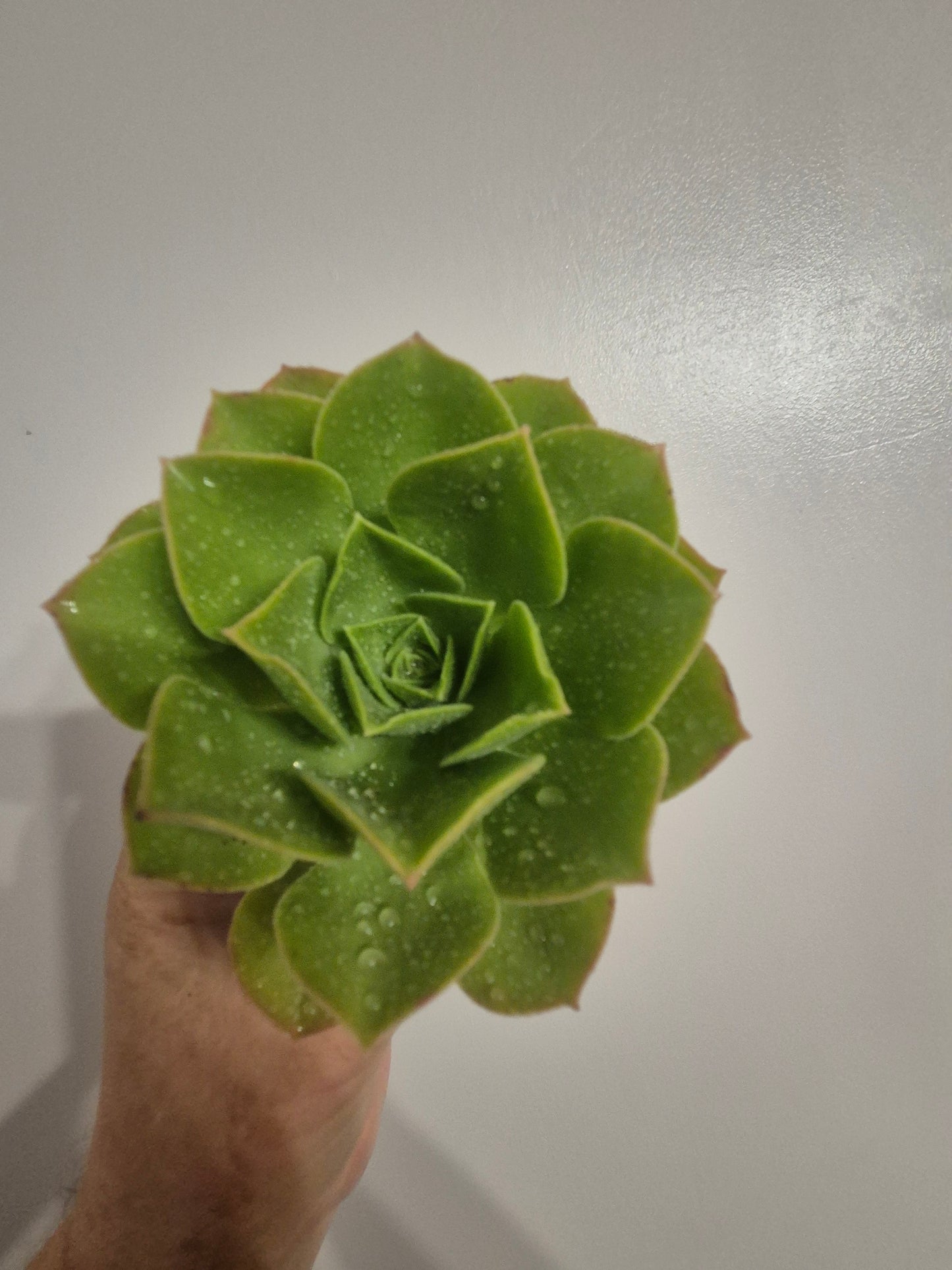 Aeonium caneriense variegated