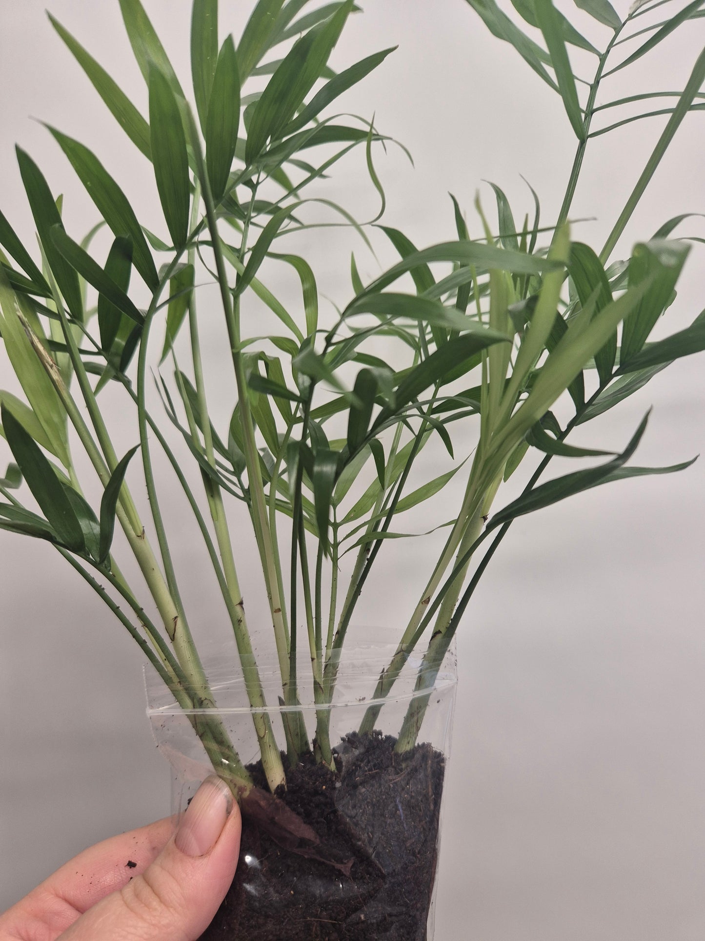 Parlour Palm plant x10 well rooted stems - Chamaedorea Elegans - Houseplant