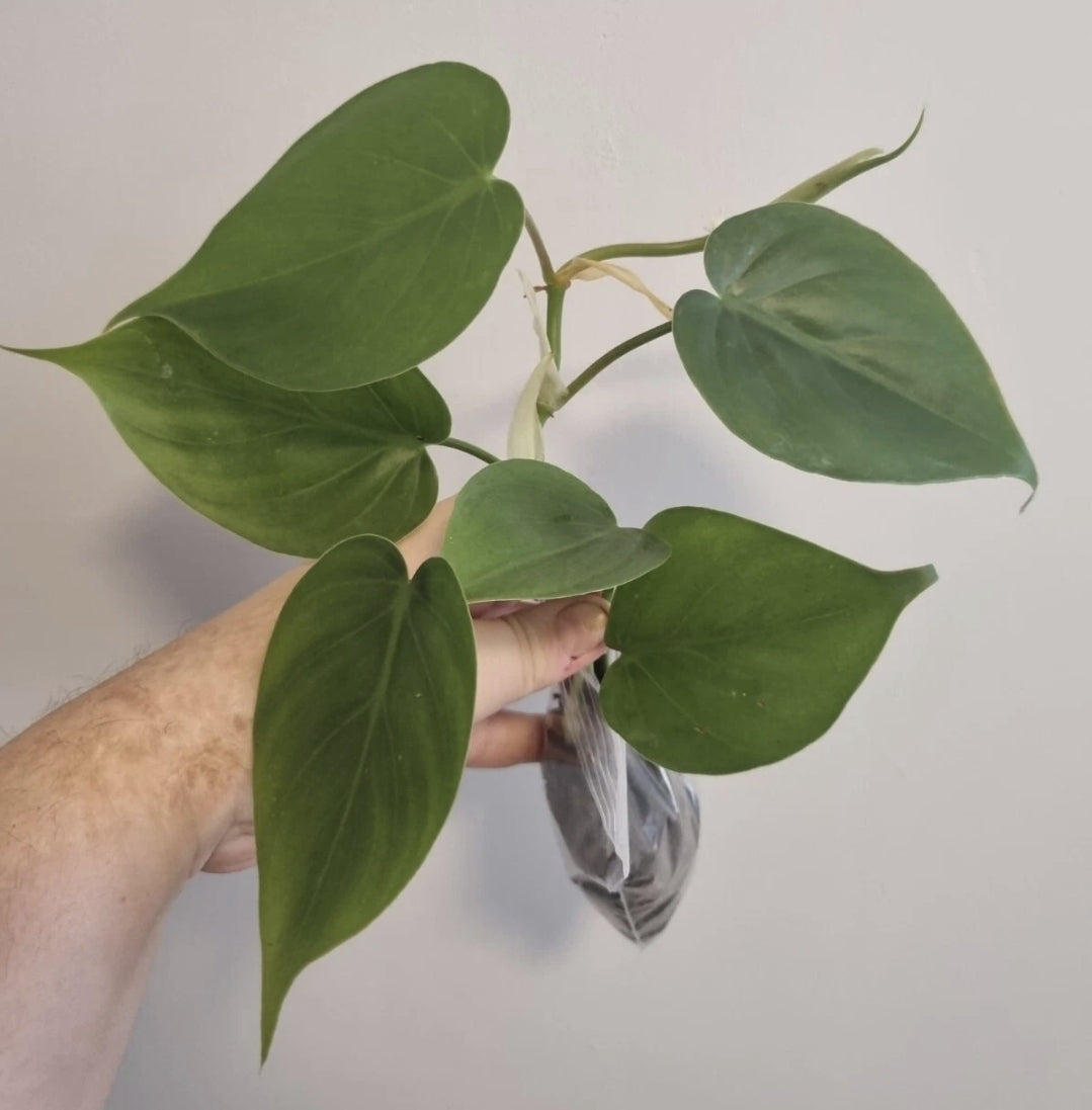 Heartleaf philodendron