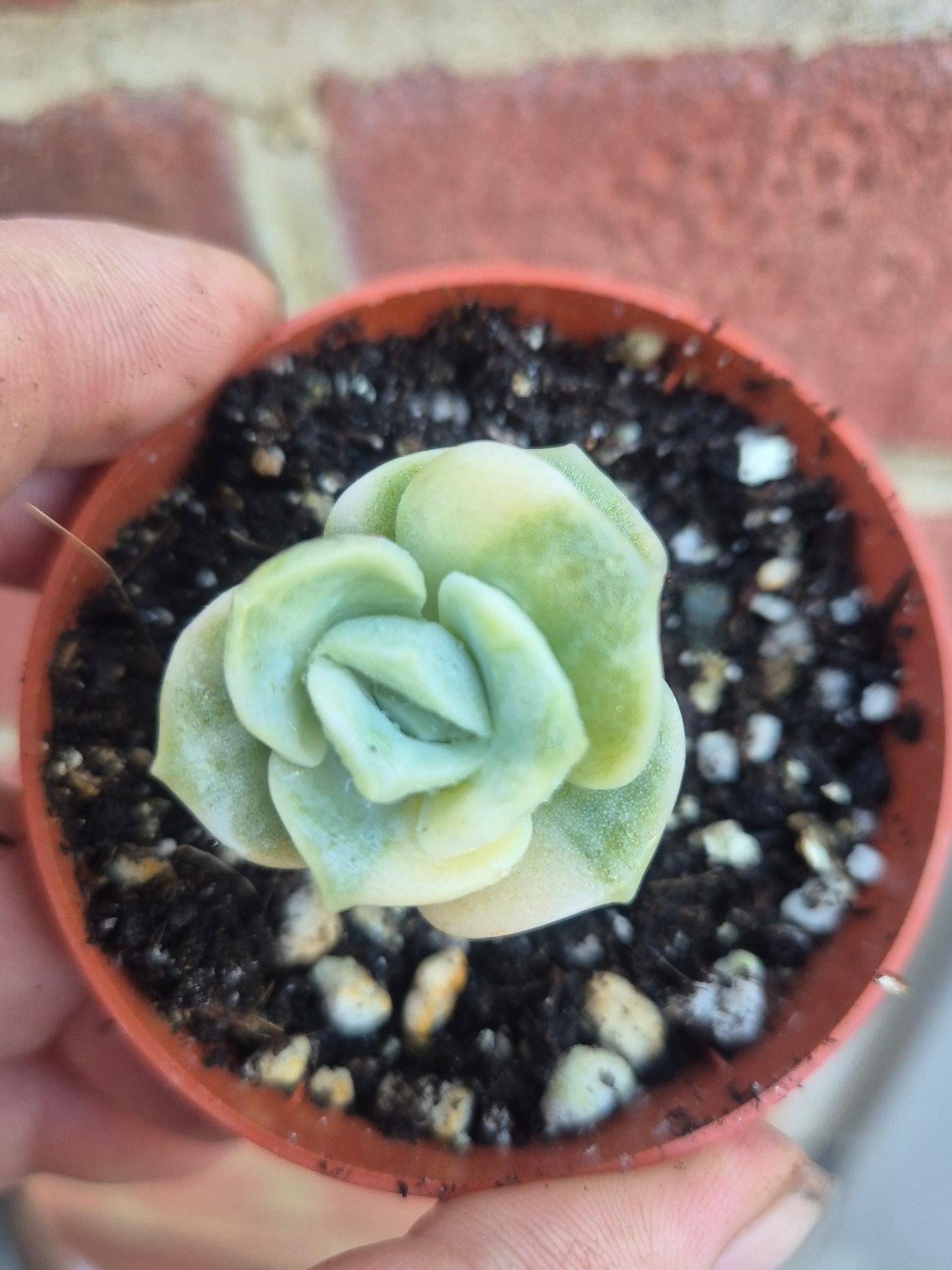 Lovely rose Variegated