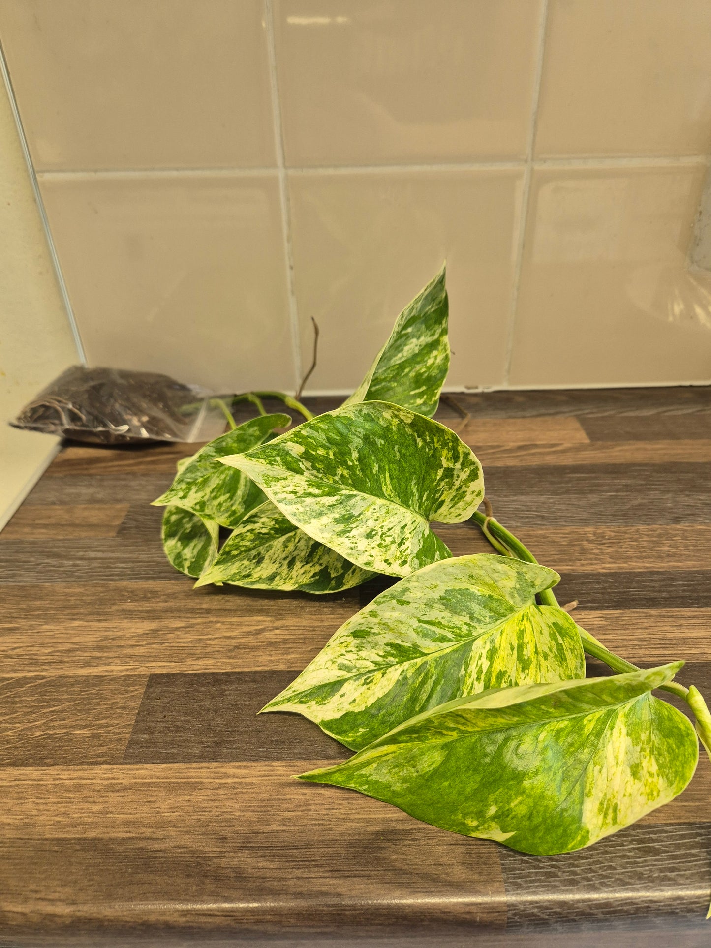 Epipremnum Aureum Marble Queen Pothos Houseplant sent bare rooted 7-8 leaves