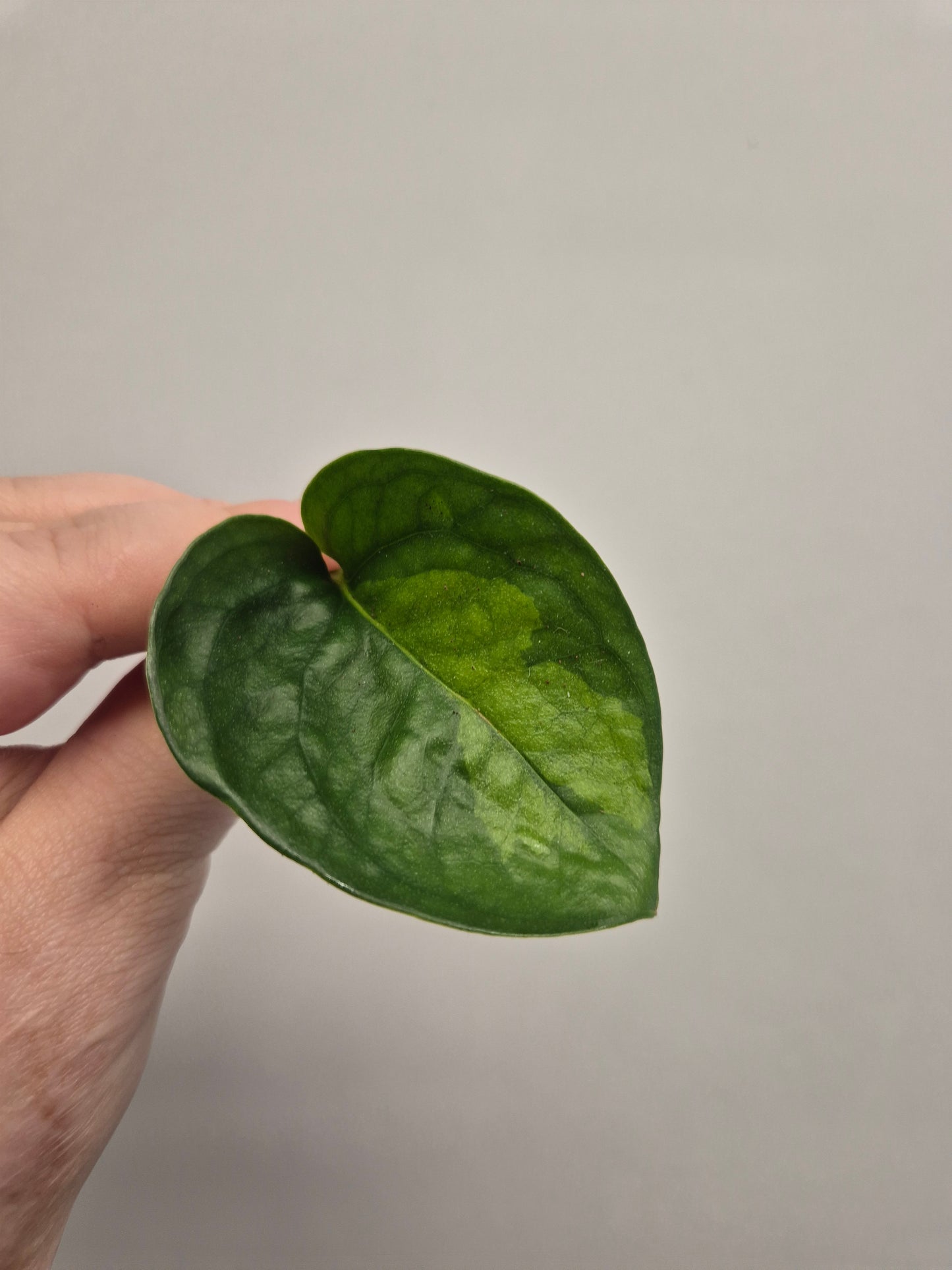 6x Pothos / Philodendron Cutting Bundle