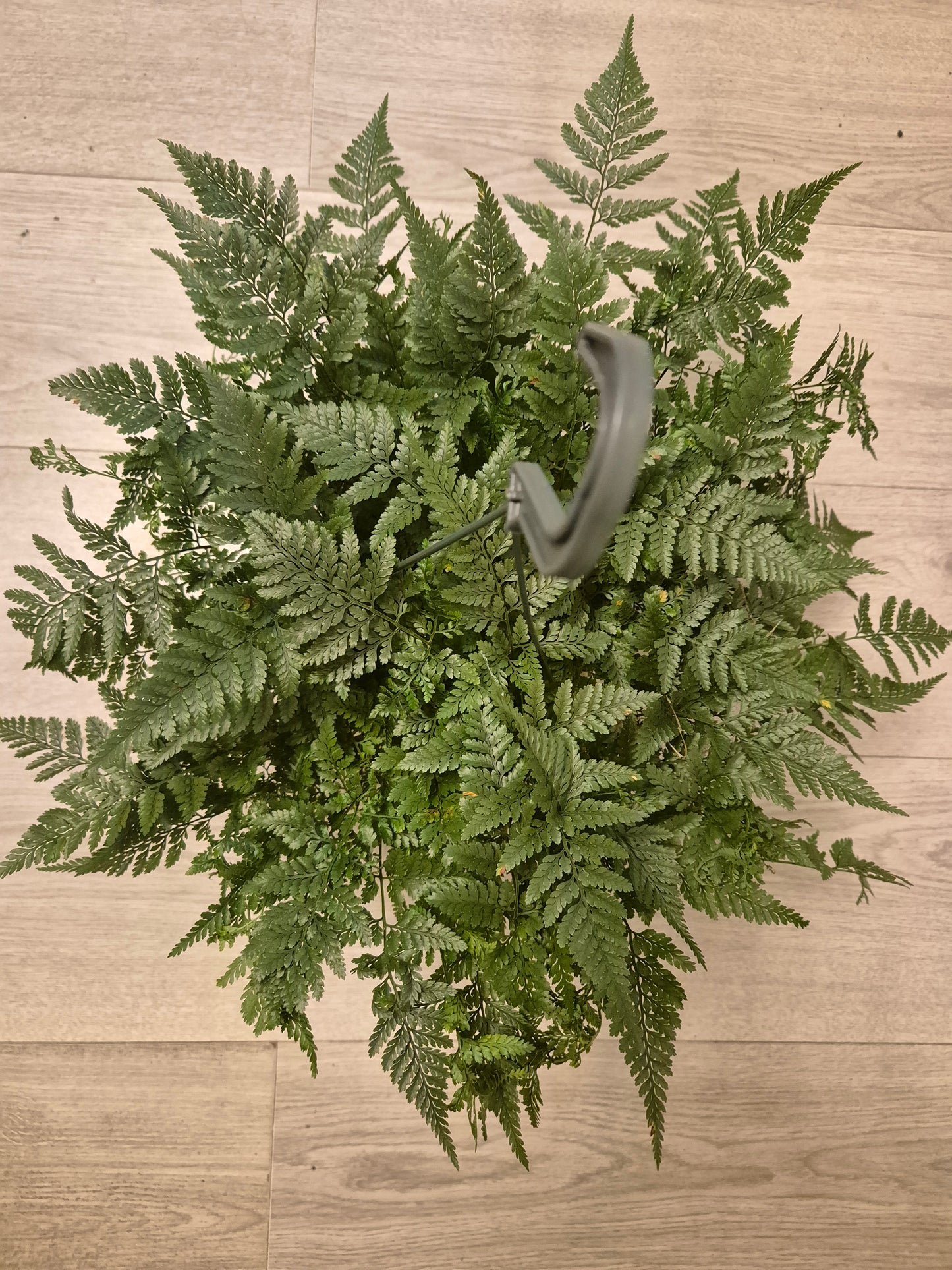 Rabbits Foot fern, 17cm Hanging, Davallia tyermannii Terantula Humata tyermanii