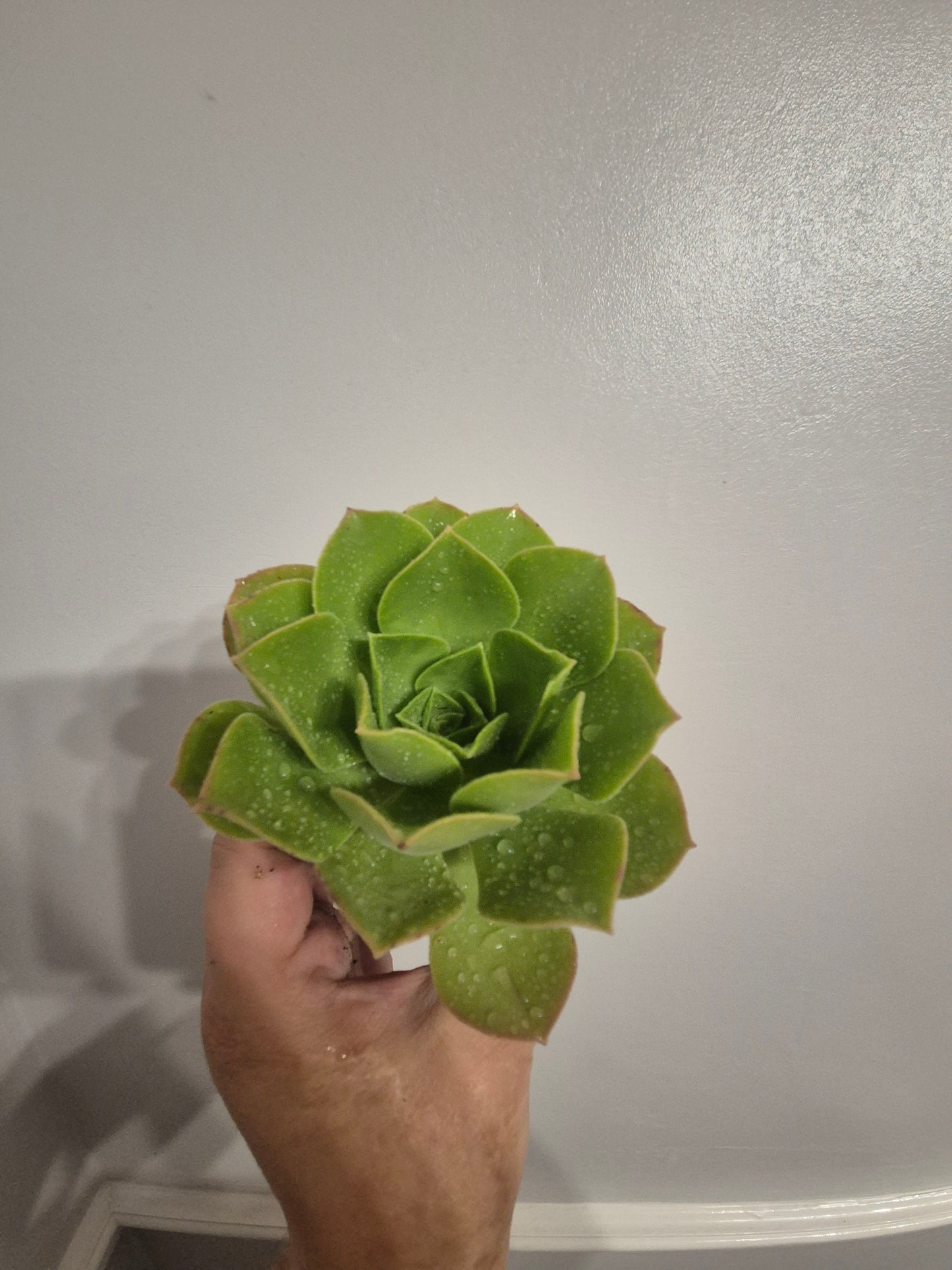 Aeonium caneriense variegated