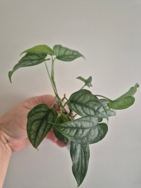 Monstera Siltepecana | Silver Fox Trailing House Plant | Rooted 9-10 Leaf Cutting