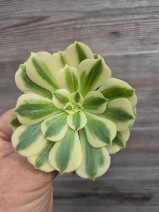 Aeonium gold jade variegated