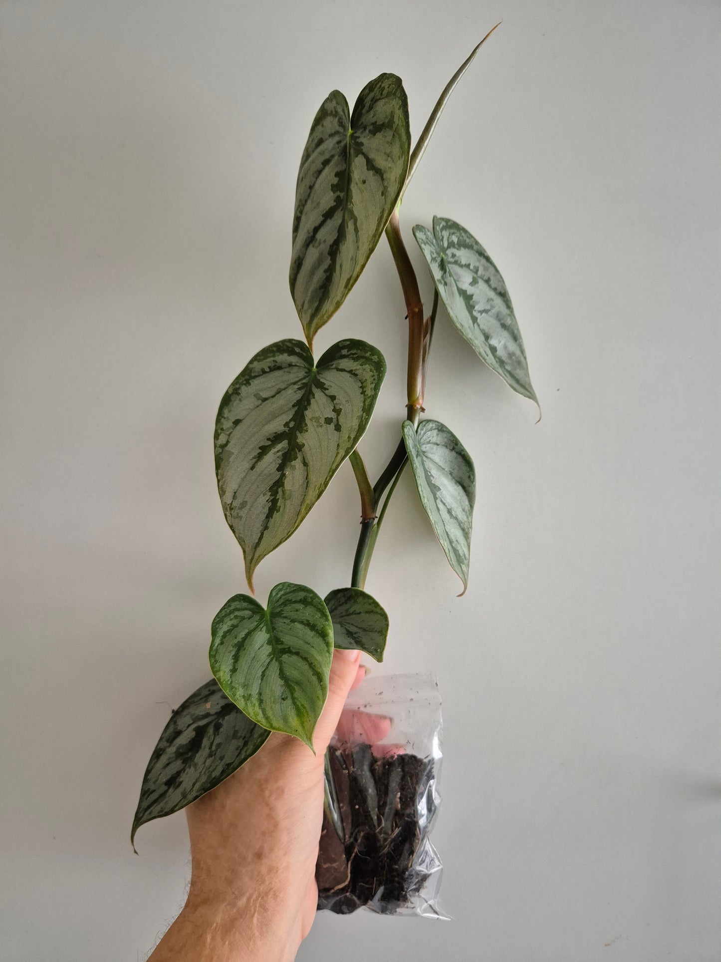 Philodendron Brandtianum | 6-7 leaf Plants | Bare Rooted | Rare Aroid Houseplant