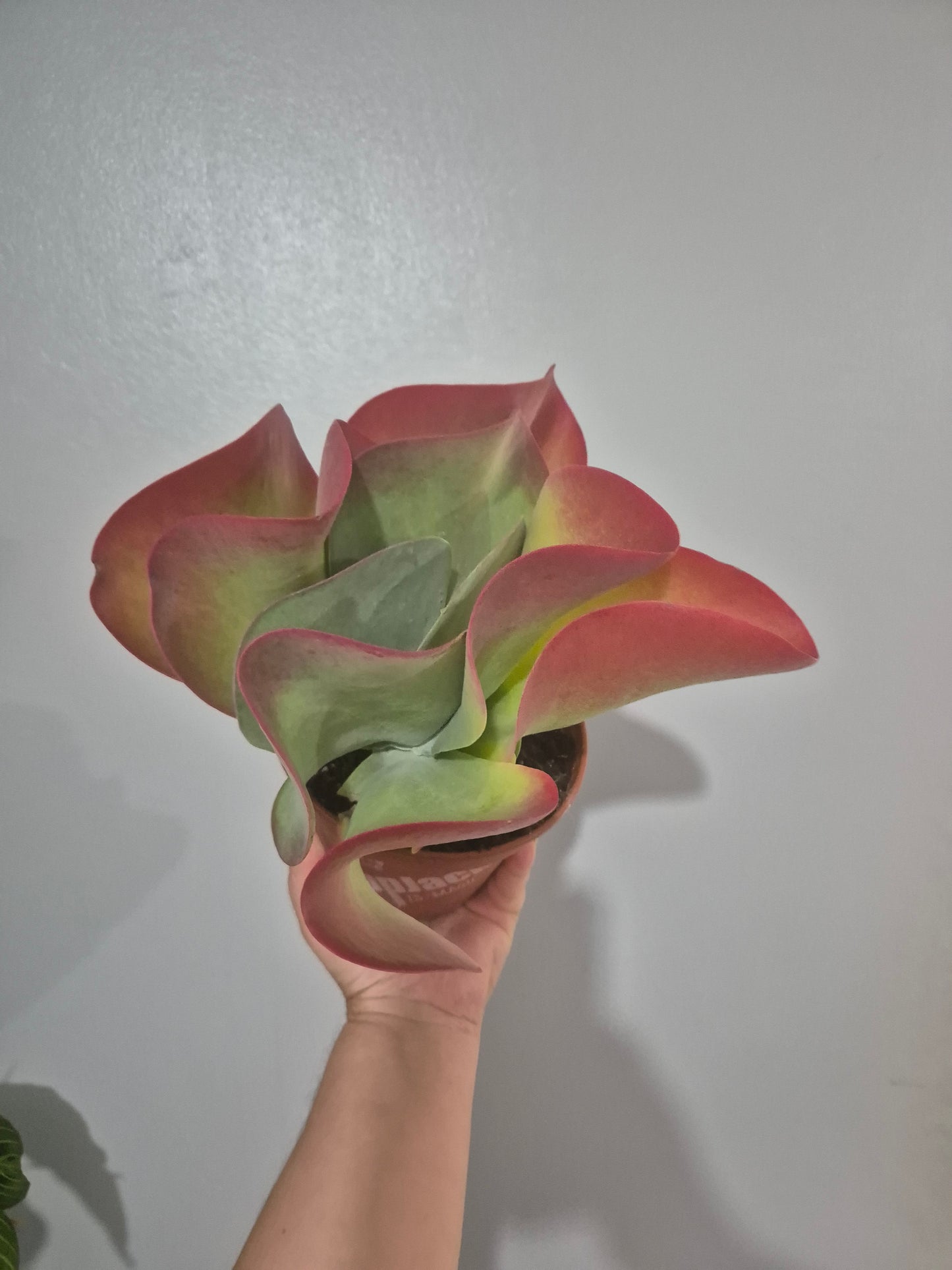 Kalanchoe thyrsiflora | Paddle Plant | Flapjack | 13cm pot | Large Plant