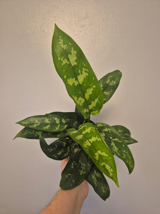 Aglaonema Maria Christina | Chinese Evergreen Plant | 14cm Pot | 30-40cm Tall