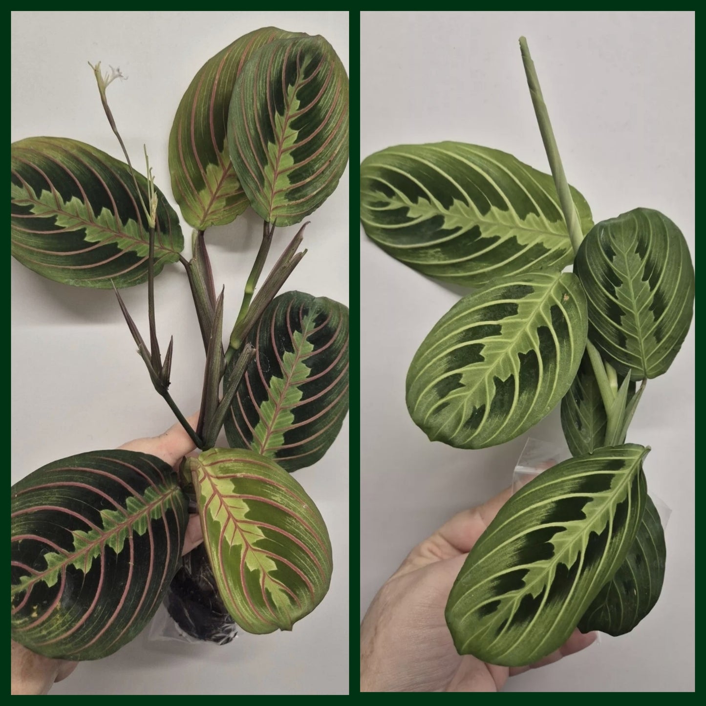 Maranta Bundle Fascinator | Lemon Lime | Prayer Houseplant | Rooted