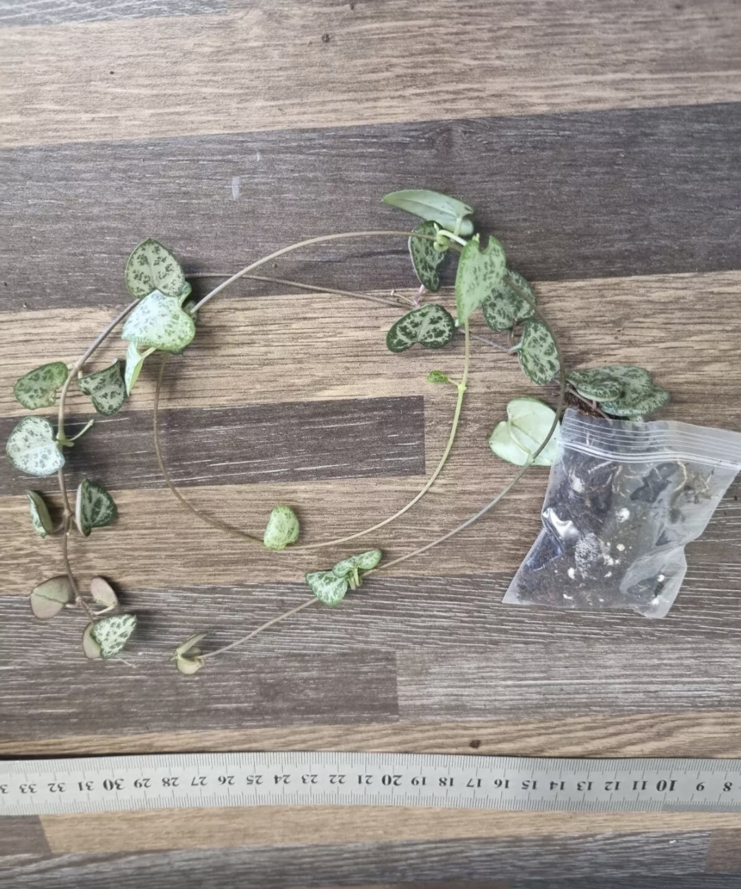 String of Hearts plant approx 40cm long Ceropegia woodii WELL ROOTED BULB plant