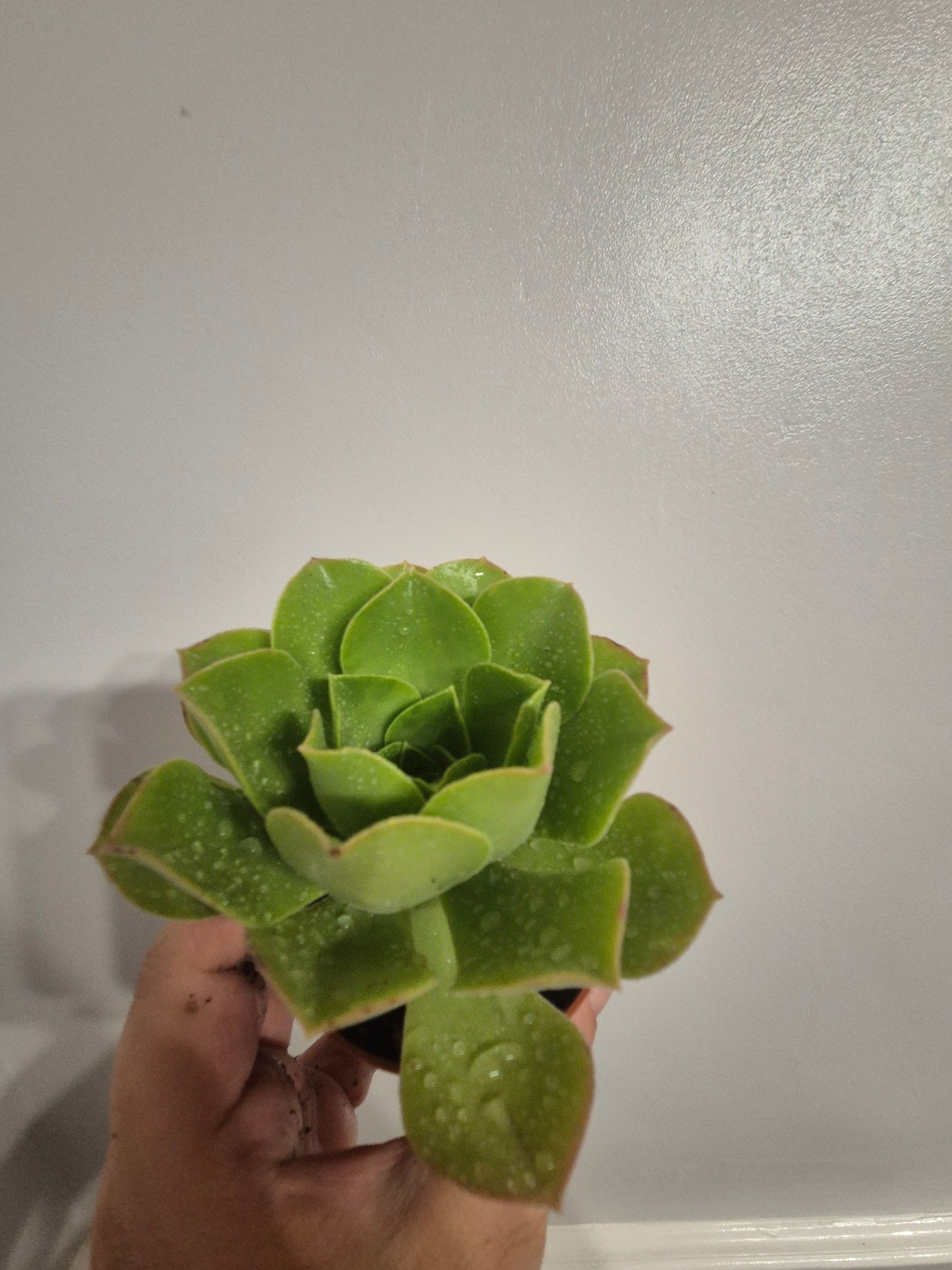 Aeonium caneriense variegated