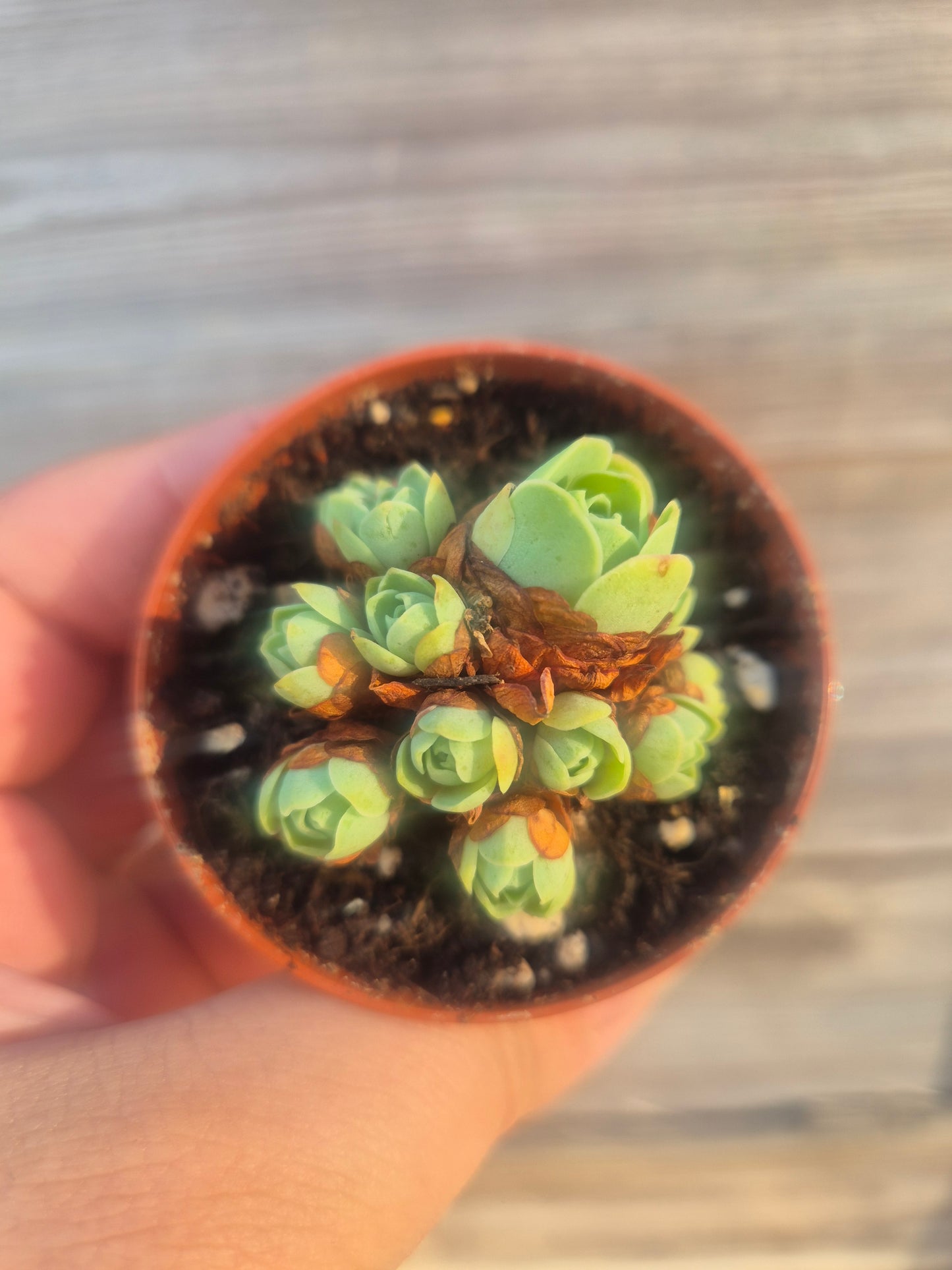 Mountain rose Aeonium greenovia