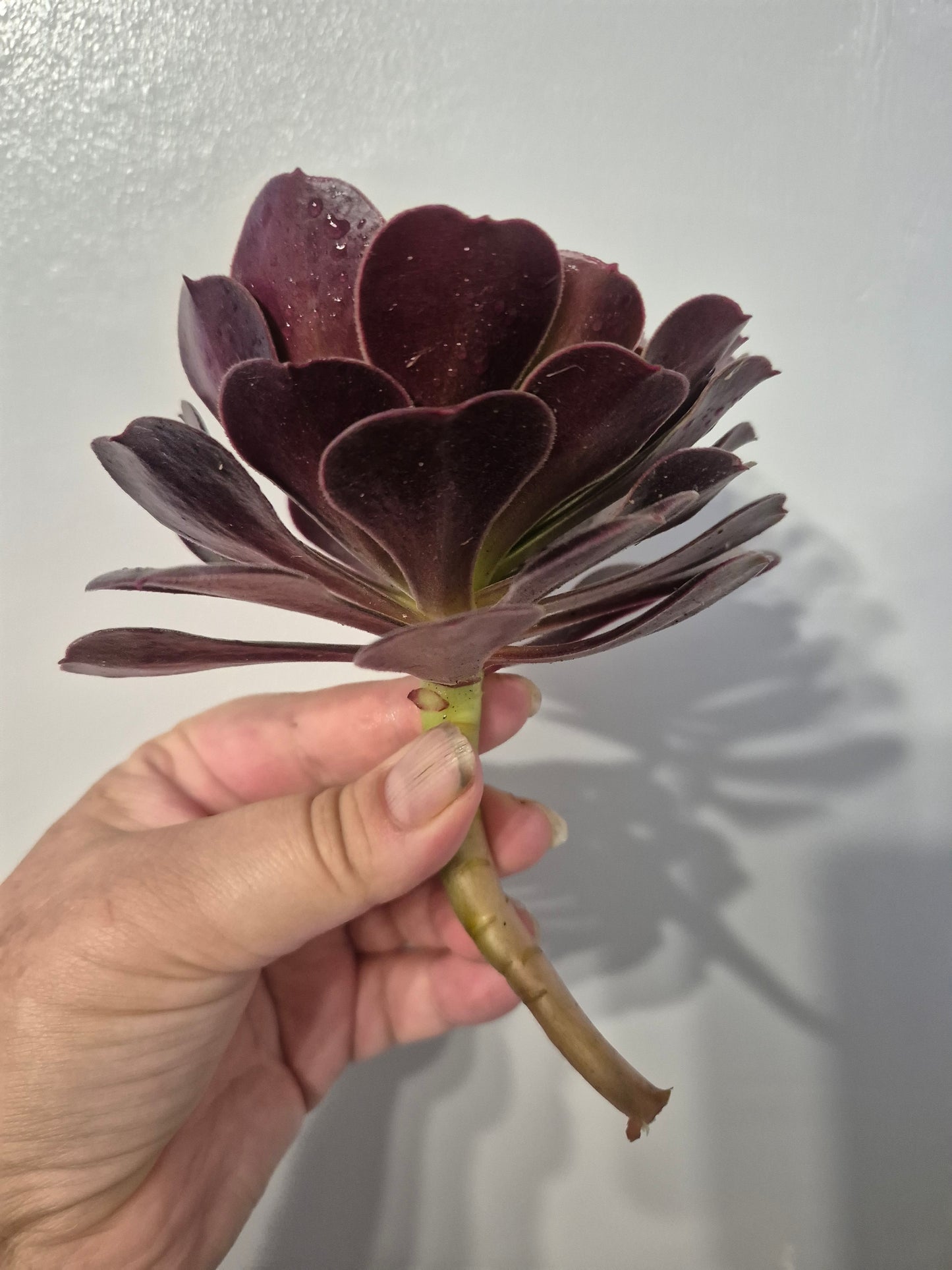 Aeonium Bundle Of 4 Unrooted | Pink Lady | Klimanjero | Toffee Apple |Black Rose