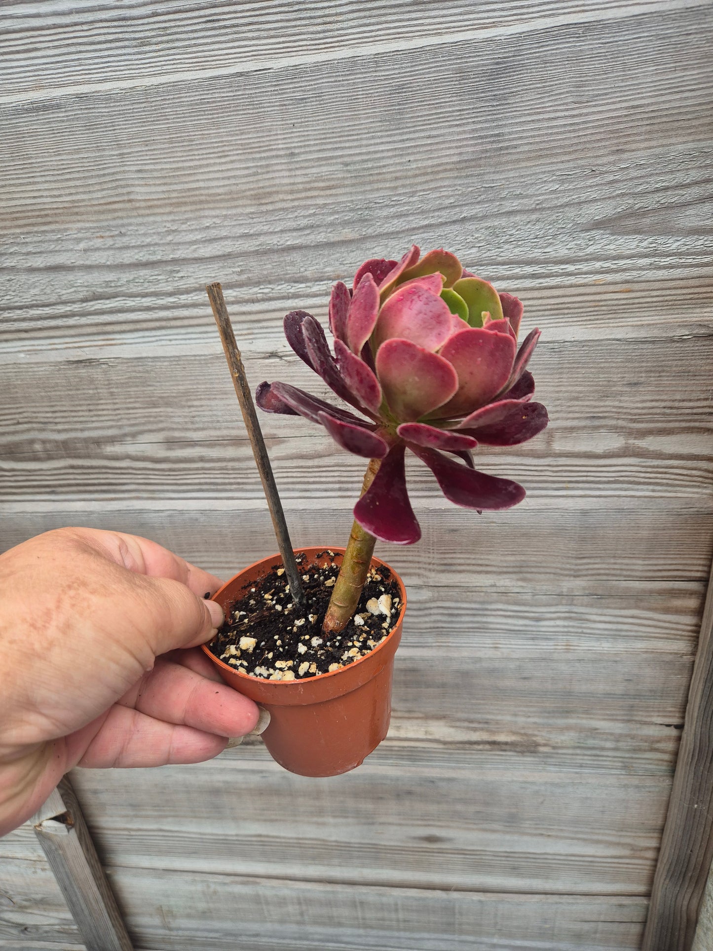 Aeonium Black Rose