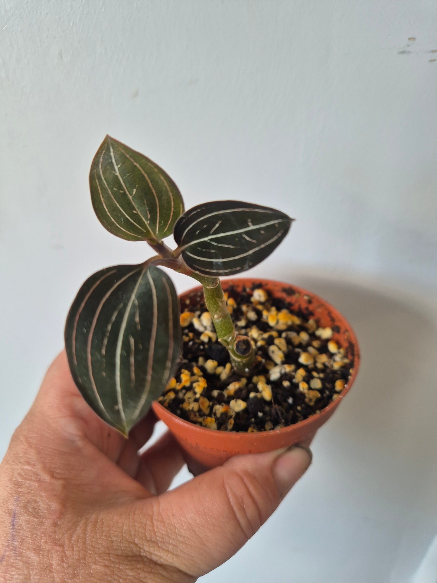 Ludisia Discolor