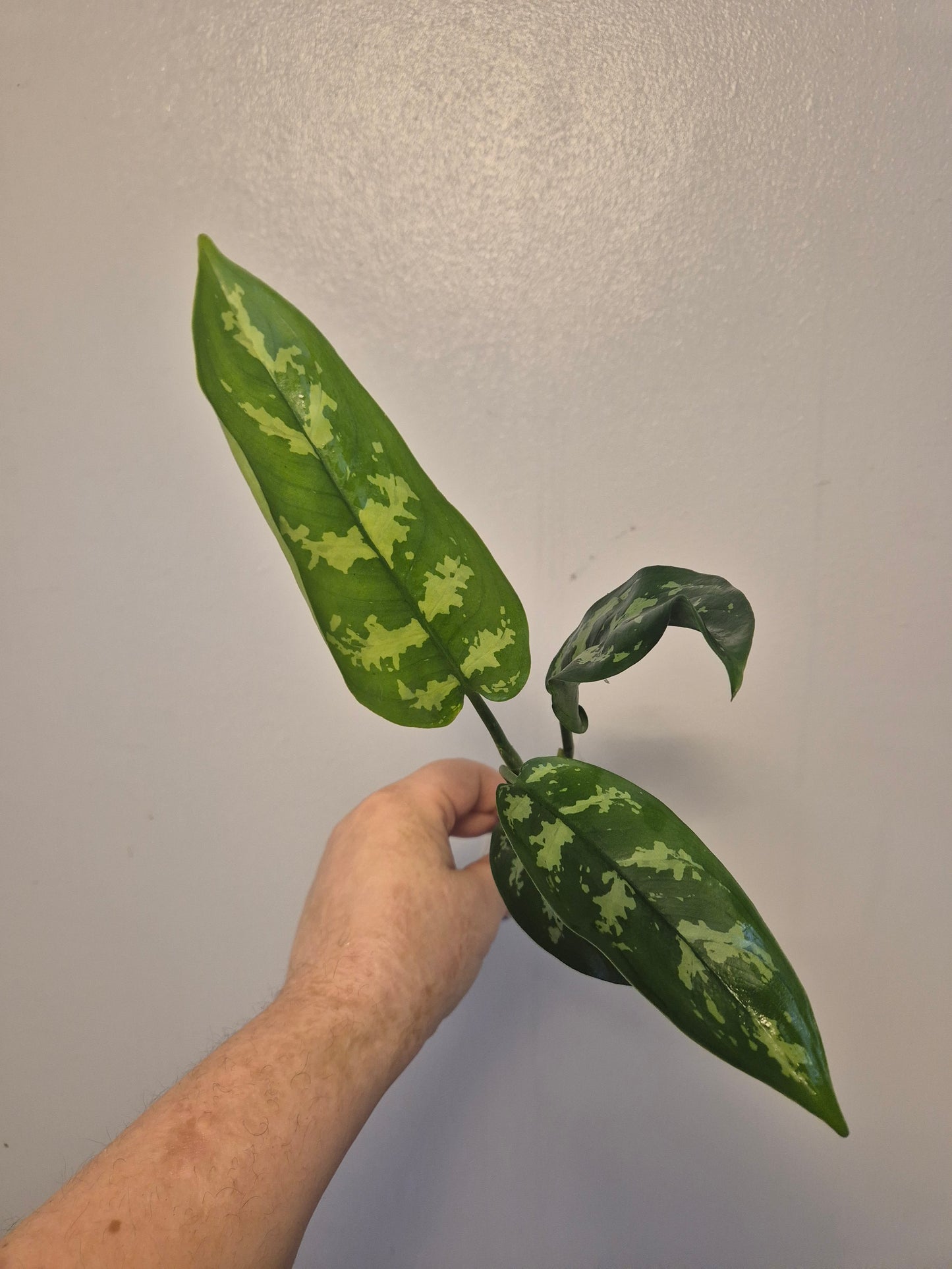 Aglaonema Maria Christina | Chinese Evergreen Plant | Bare Rooted | 30-40cm Tall