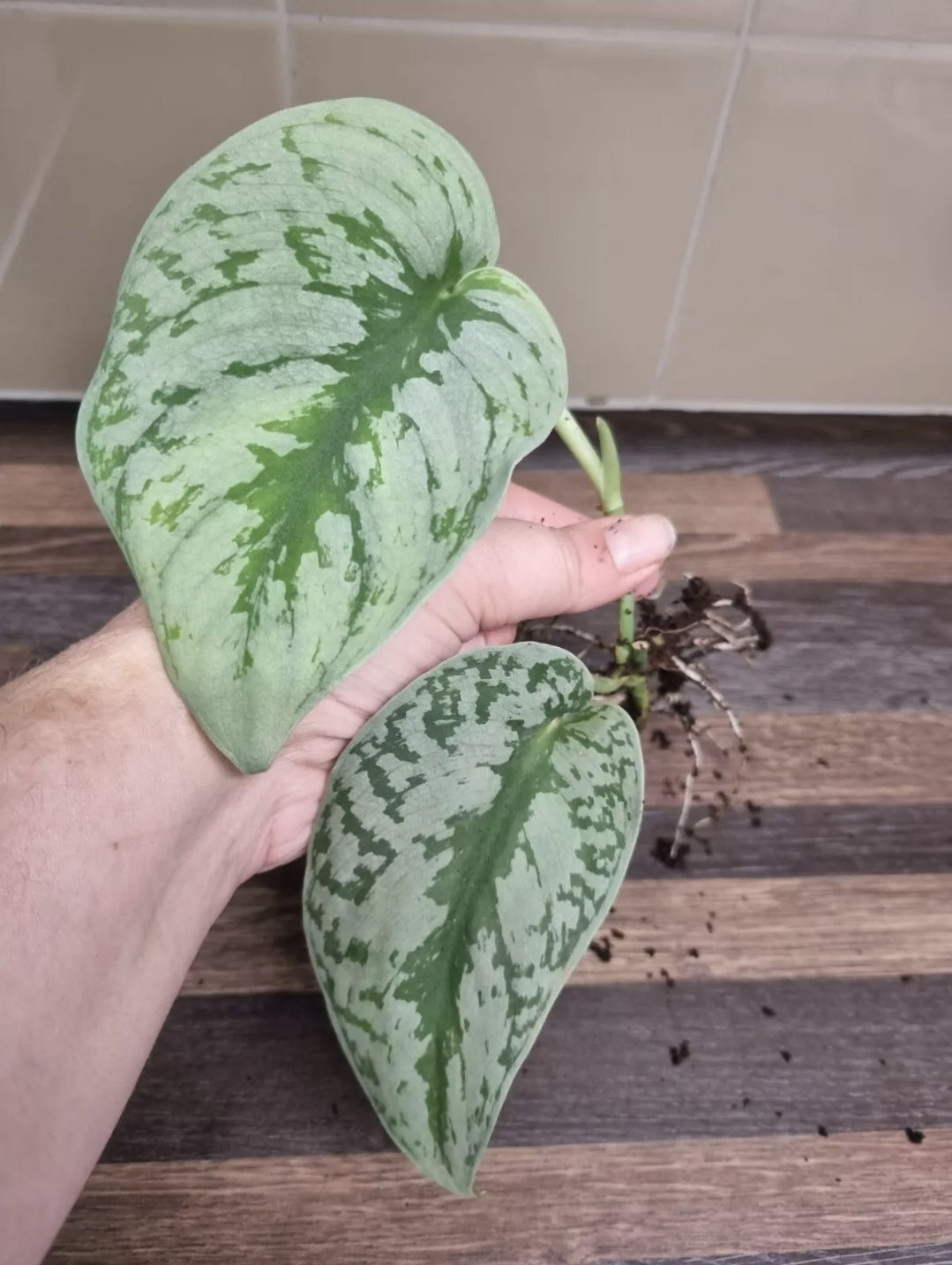Scindapsus Pictus Exotica treubii / Trebie Silver Satin Rare Rooted 2 Leaves