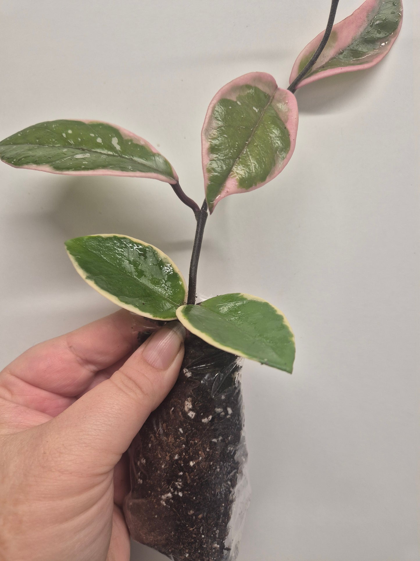 Hoya Carnosa Flamingo Dream  Variegated Well Rooted Plant Rare wax plant