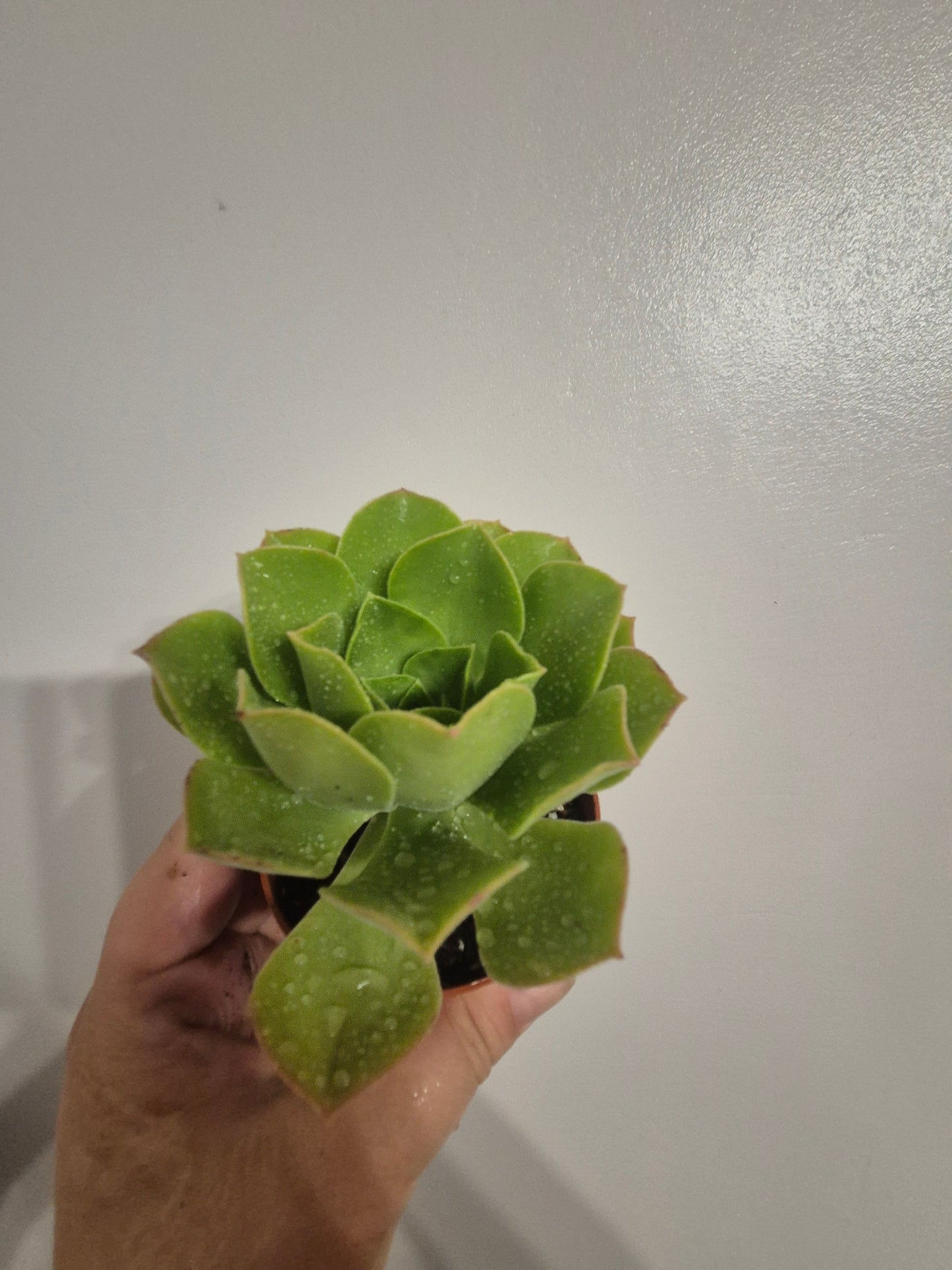 Aeonium caneriense variegated