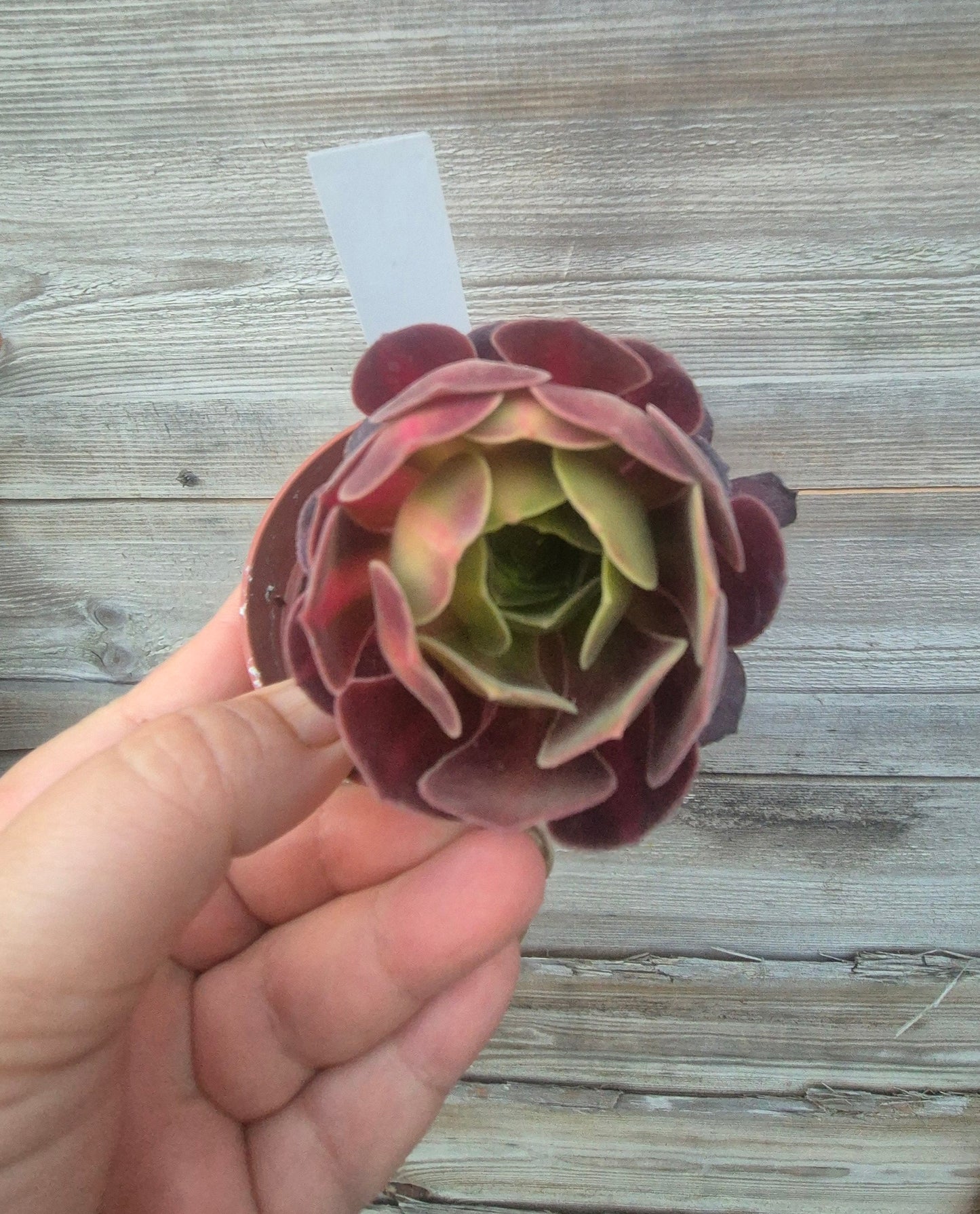 Aeonium klimanjero