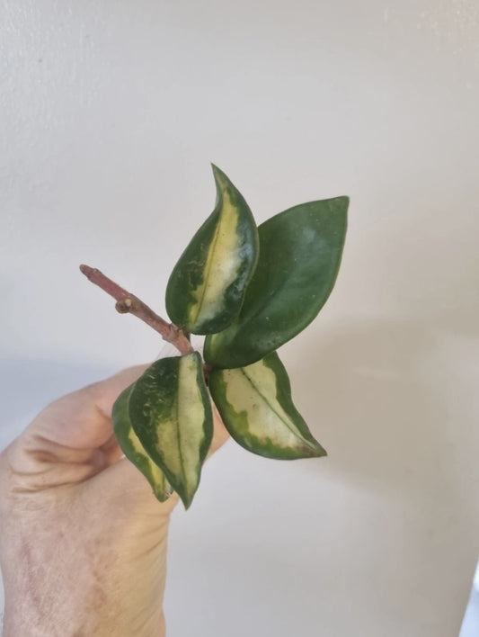 Hoya Carnosa tricolor small Well Rooted Plant Rare wax plant cutting