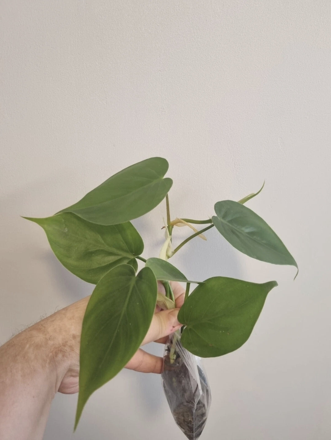 Heartleaf philodendron