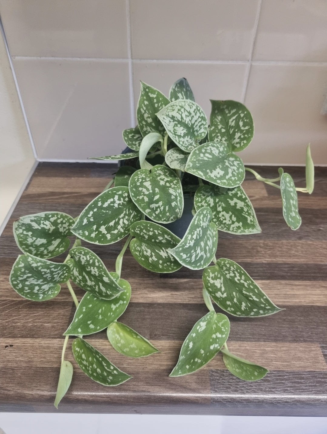 Scindapsus pictus Argyraeus | 12cm Pot | Satin Pothos Indoor Plant