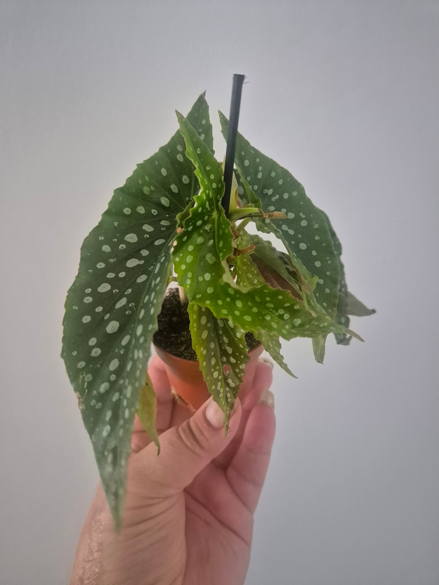 Begonia White ice | Well rooted cuttings | Sent bare rooted