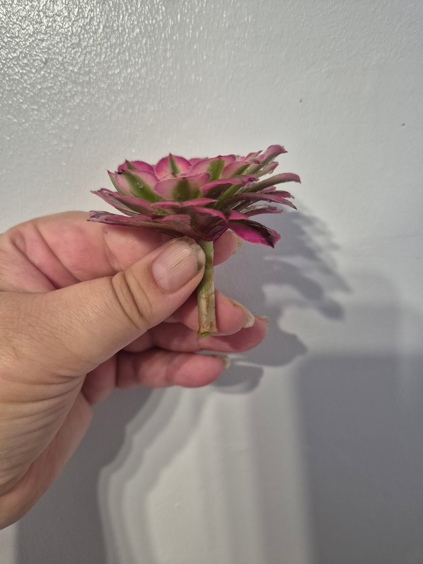 Aeonium Bundle Of 4 Unrooted | Super Bang | Mona Lisa| White Garnet | Mardi Gras