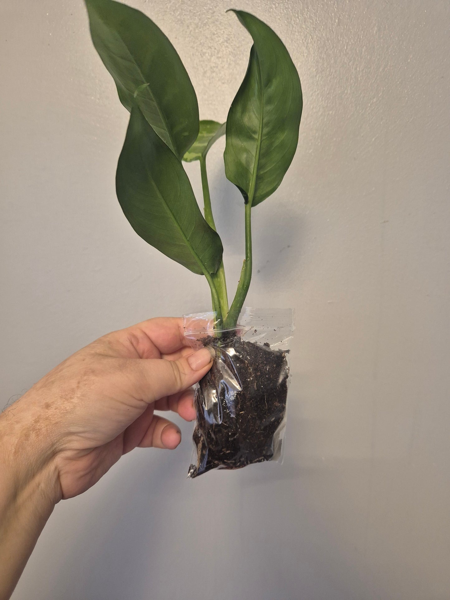 Aglaonema Maria Christina | Chinese Evergreen Plant | Bare Rooted | 30-40cm Tall