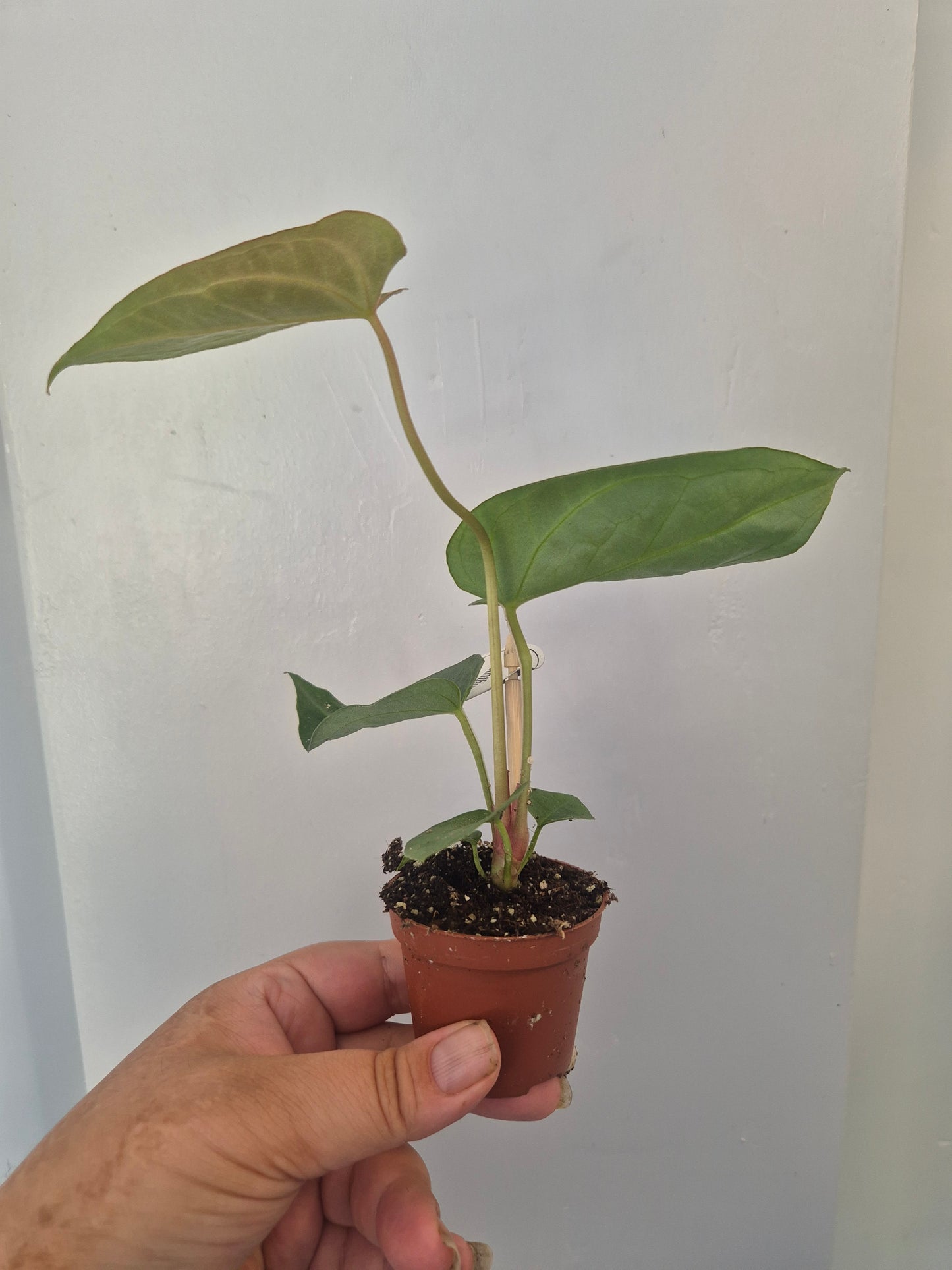 Anthurium Crystallinum | Rare Aroid Baby  Plant | 6cm pot