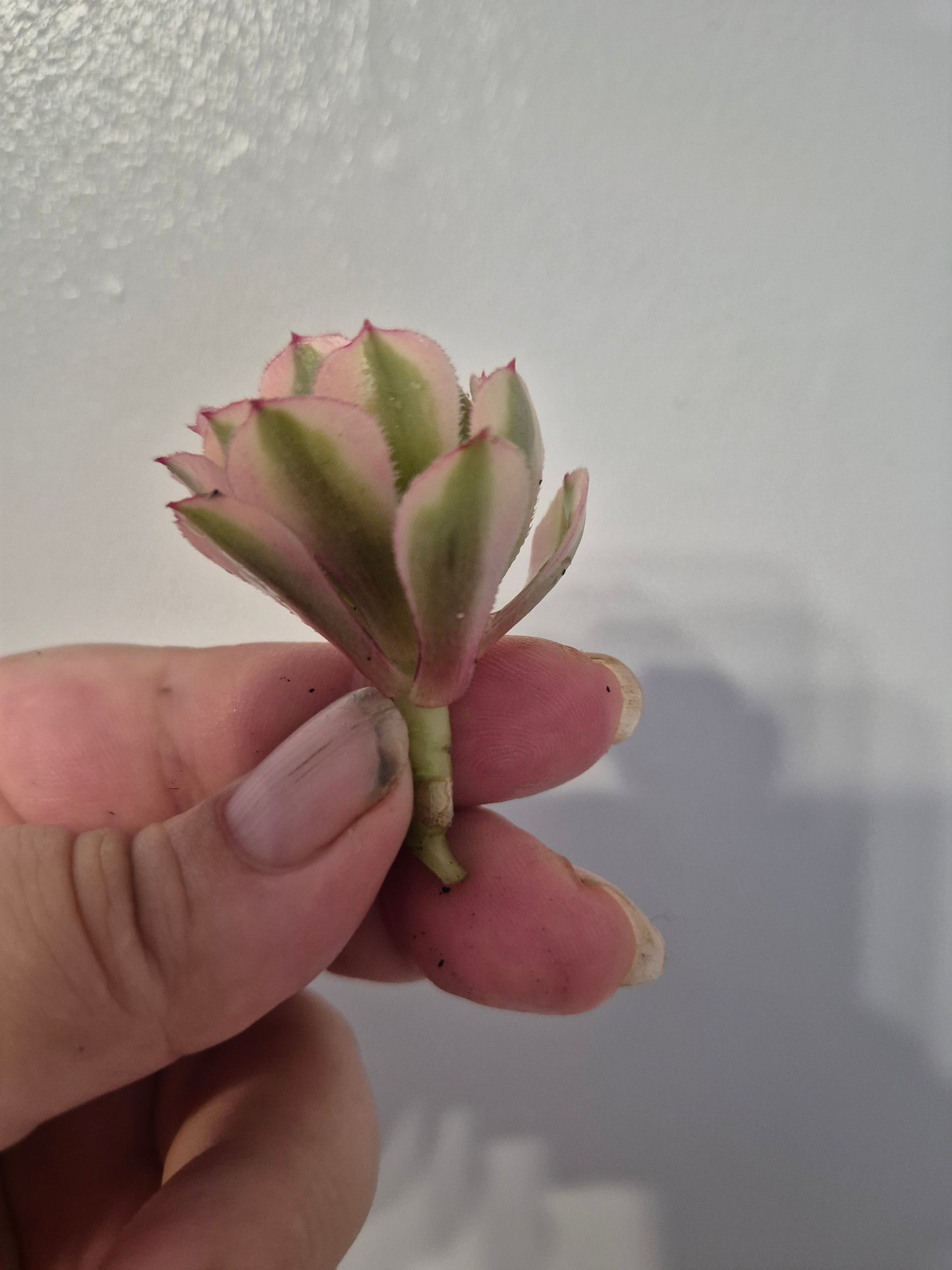 Aeonium Bundle Of 4 Unrooted | Pink Lady | White Garnet| Toffee Apple|Black Rose