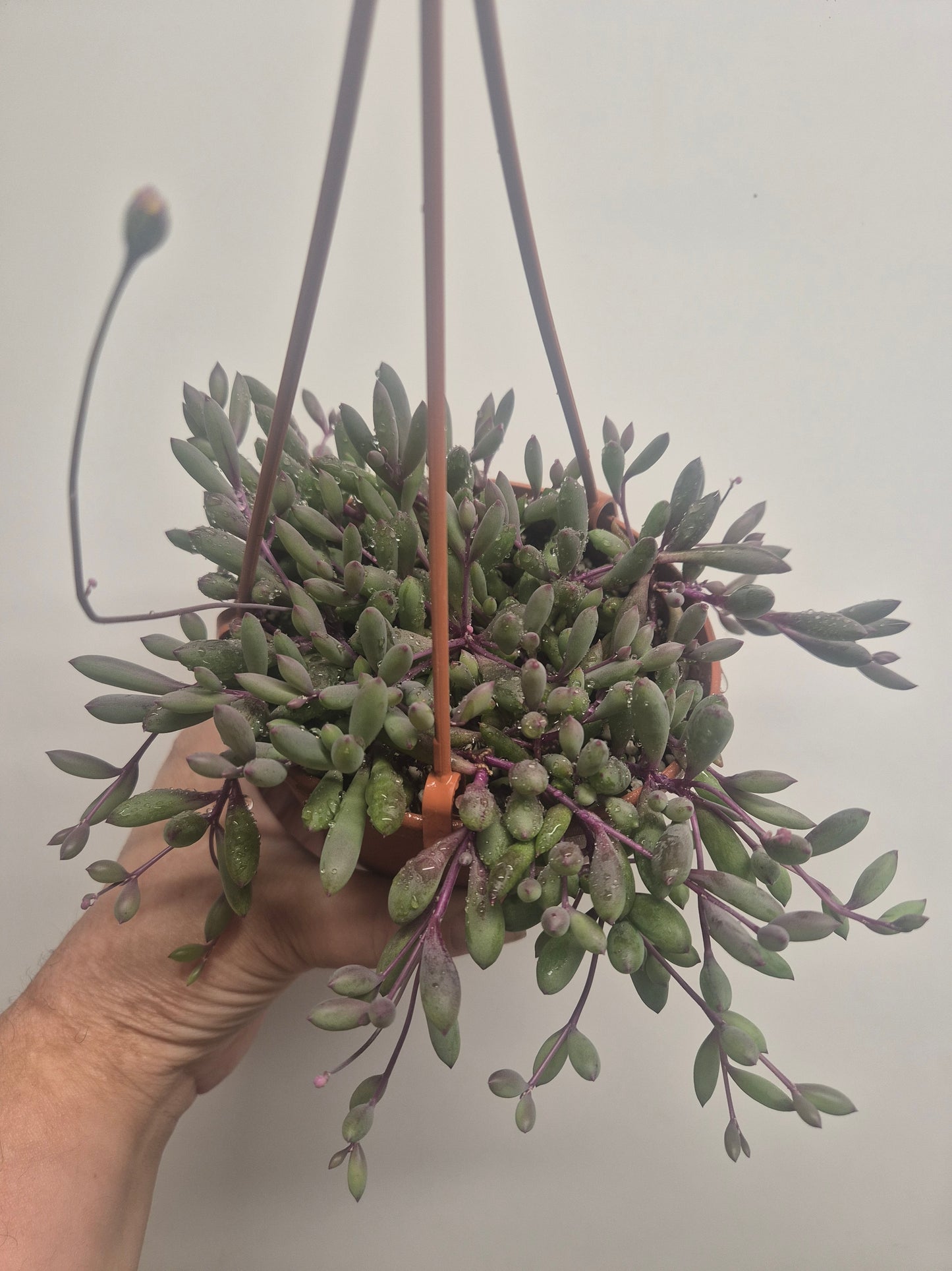 Ruby Necklace Othonna capensis trailing succulent plant in 12cm hanging pot