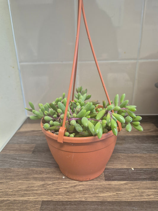 Ruby Necklace Othonna capensis trailing succulent plant in 12cm hanging pot