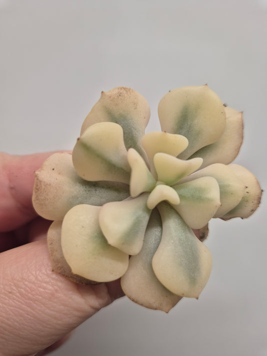 Echeveria Cubic Frost Variegated |  Beautiful Collectors Succulent Rooted Plant