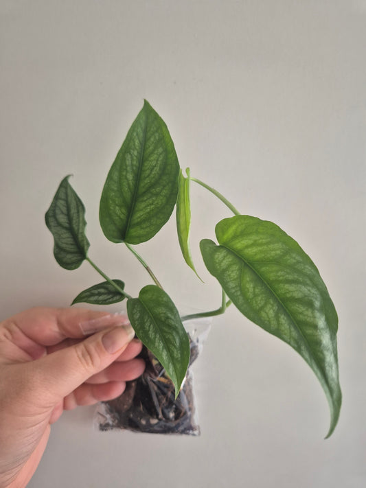 Monstera Siltepecana | Silver Fox Trailing House Plant | Rooted 5-6 Leaf Cutting