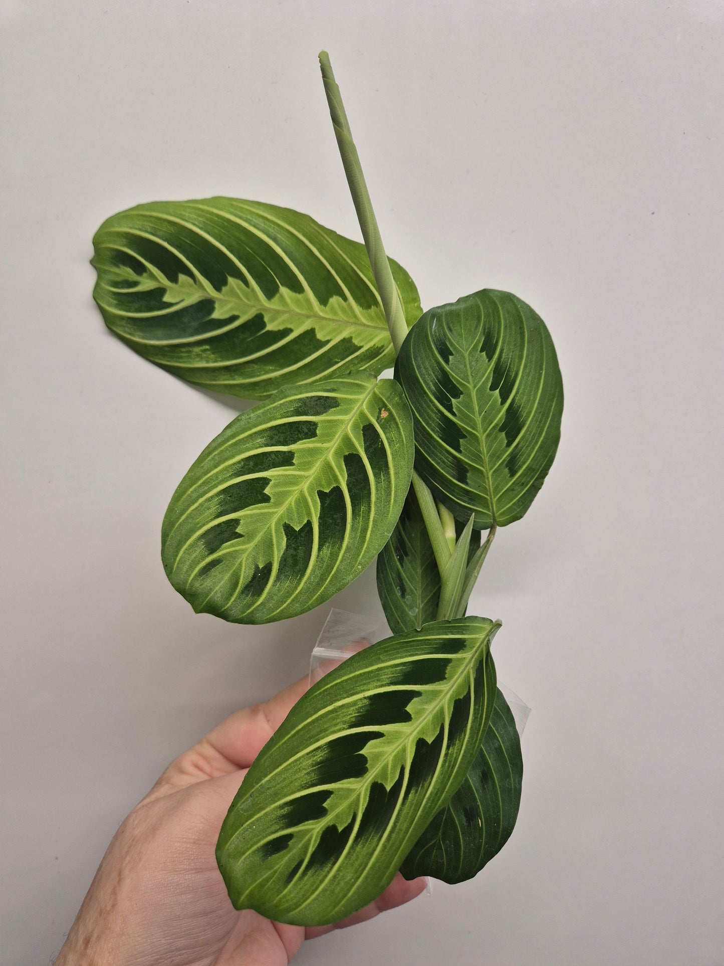 Maranta Lemon Lime | Sent Bare Rooted | Maranta Facinator | Prayer Houseplant