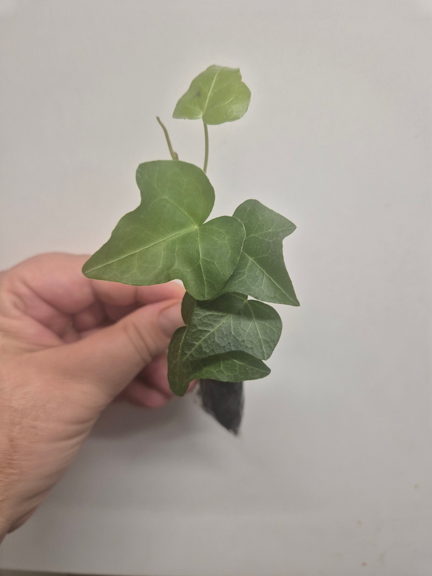 3x English Ivy Bundle | Plug Plant | White Wonder | Triangular | Goldchild ivy