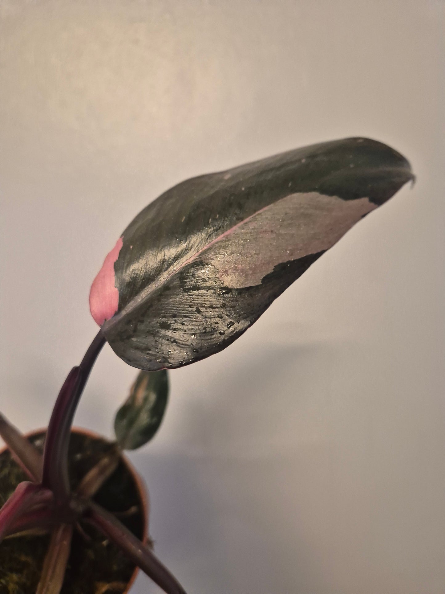 Philodendron pink Princess | Beautiful pink Variegation | 12cm Pot |Rare Plant